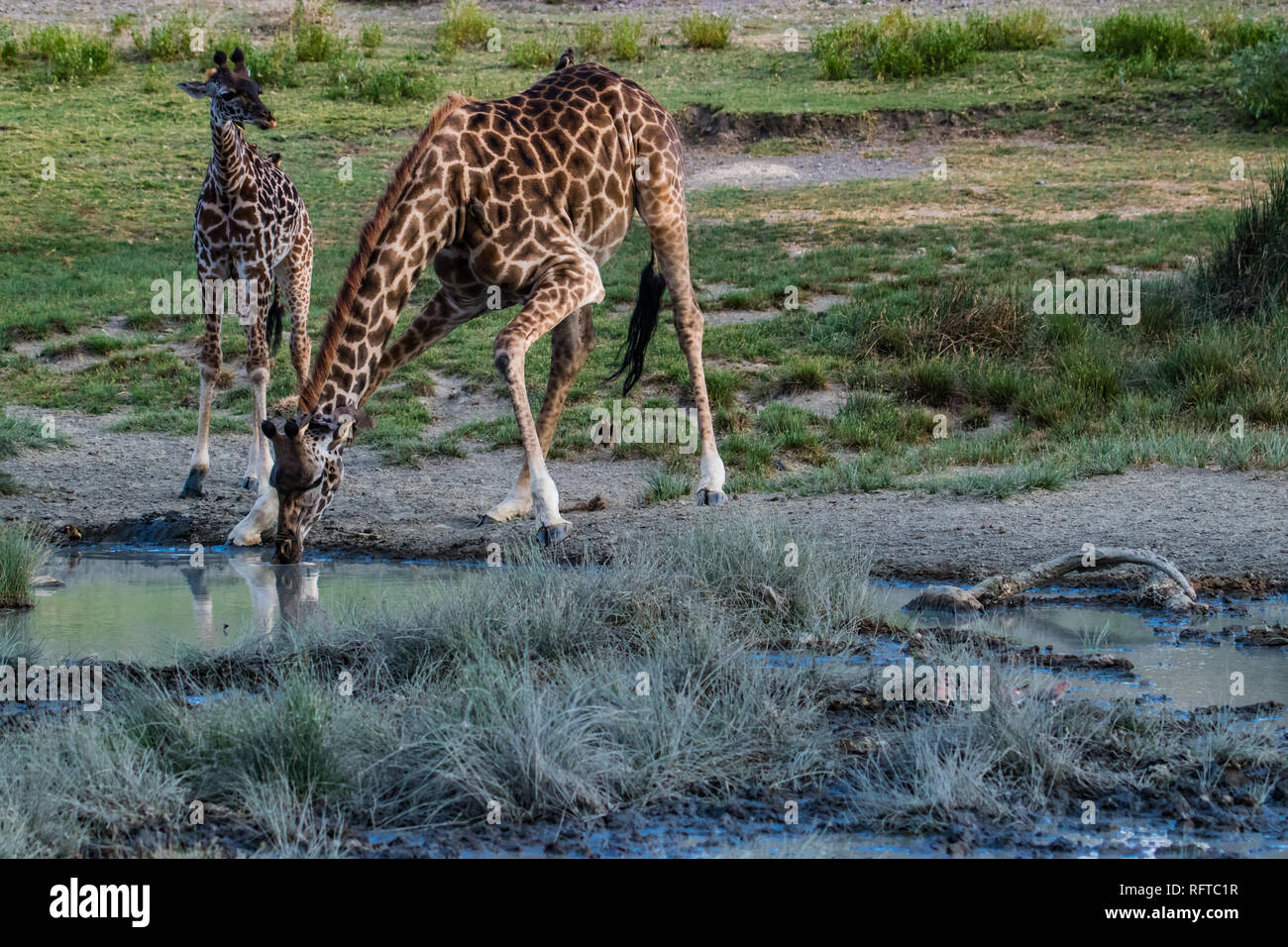 Due giraffe bere acqua da una pozzanghera Foto Stock