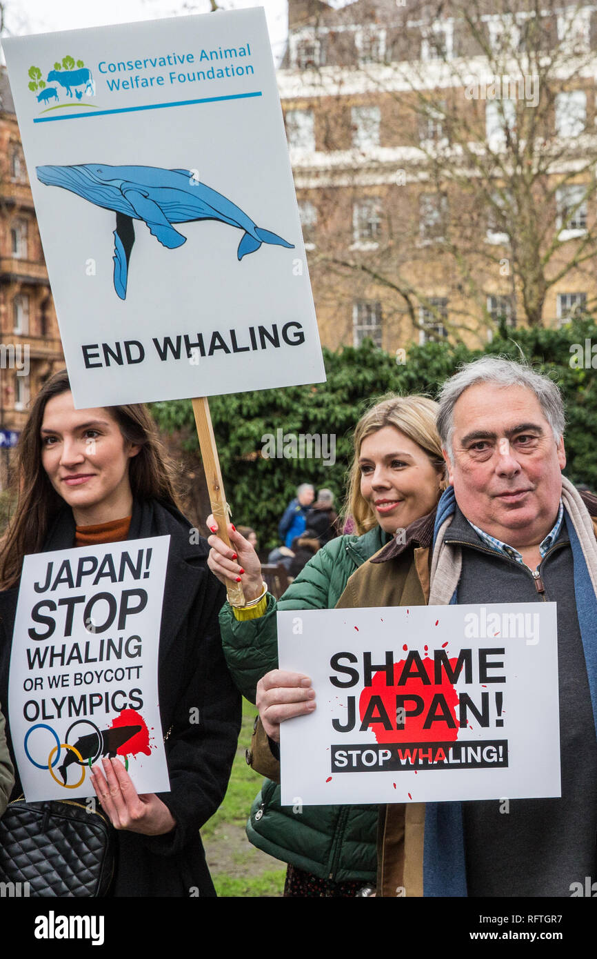 Londra, Regno Unito. Il 26 gennaio, 2019. Est dell' Inghilterra MEP John Flack (r) e l'oceano conservazionista Carrie Symonds (c), fidanzata di ex Segretario di Stato per gli affari esteri Boris Johnson, unire i diritti degli animali gli attivisti si preparano a prendere parte in Giappone: Nessun caccia alle balene marzo da Cavendish Square all'ambasciata giapponese a seguito del Giappone annuncio di ritirare dalla Commissione baleniera internazionale (IWC) e riprendere la caccia alle balene a fini commerciali con effetto dal luglio 2019. Il mese di marzo è stata organizzata dal Comitato di Londra per la soppressione della caccia alla balena. Credito: Mark Kerrison/Alamy Live News Foto Stock