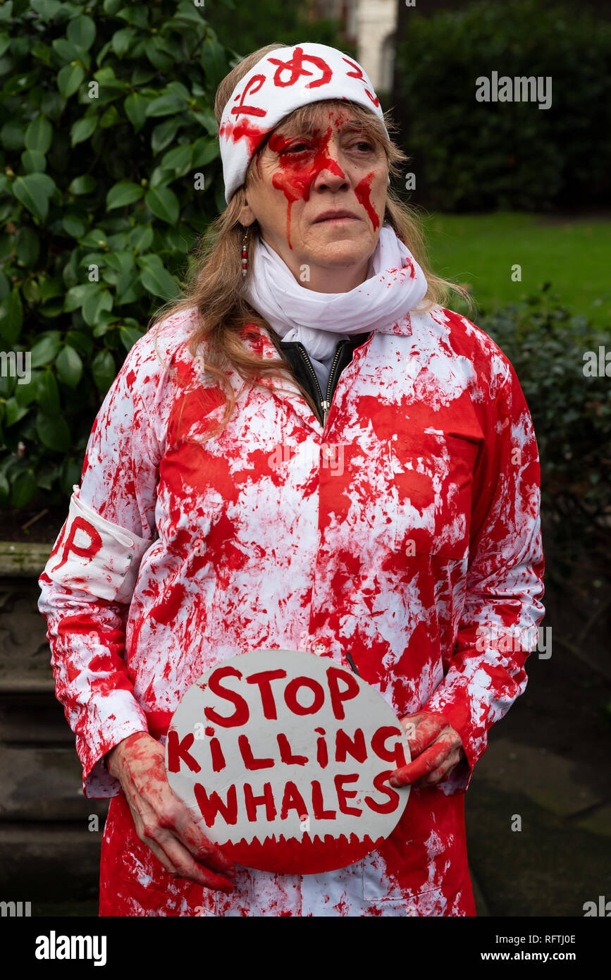 Londra, Regno Unito. Il 26 gennaio 2019. Londra protesta contro la prevista ripresa della caccia alle balene da parte del Giappone.Il governo giapponese ha recentemente sostenuto al di fuori di un accordo internazionale il divieto di caccia alle balene a fini commerciali. Gli attivisti al rally di Cavendish Square per il mese di marzo all'Ambasciata Giapponese. Donna che indossa rosso sangue spruzzato sulle abbigliamento azienda smettere di uccidere le balene in segno. Credito: Stephen Bell/Alamy Live News. Foto Stock