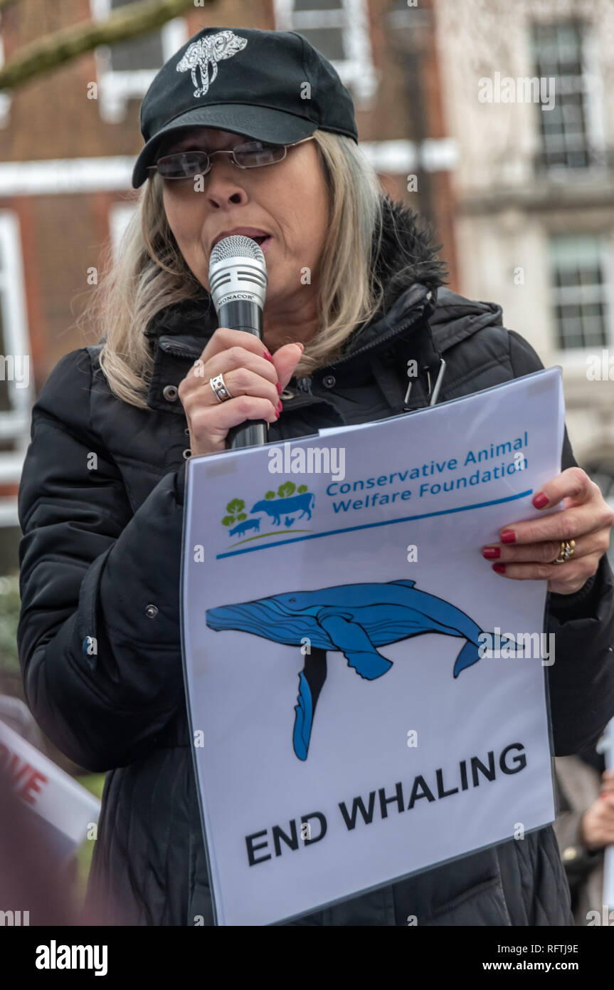 Londra, Regno Unito. 26 gennaio 2019.Lorena Platt, co-fondatore conservatore del benessere animale Foundation, parla al rally in Cavendish Square oppone il governo giapponese ha deciso di ritirarsi dalla Commissione baleniera internazionale (IWC) e riprendere la caccia commerciale alle balene nel luglio 2019. Questo potrebbe essere causa di molte specie di balene diventando sotto la minaccia. Altoparlanti inclusi Dominic Dyer, Travers della Nato libero, John Flack, MEP, Stanley Johnson e Boris la ragazza di Carrie Symonds e una notevole giovane Bella. Militanti poi hanno marciato per consegnare una lettera all'Ambasciata Giapponese. Pietro Ma Foto Stock