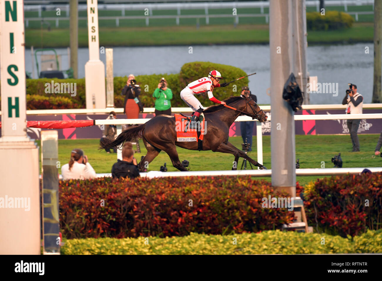 Hallandale, Florida, Stati Uniti d'America. Il 26 gennaio, 2019. Jockey Irad Ortiz Jr, equitazione di mattoni e malta vince il 2019 Pegasus Coppa del mondo 7 milioni di dollari di turf gara a Gulfstream Park il 26 gennaio 2019 in Hallandale, Florida Persone: Jockey Irad Ortiz Jr, mattoni e malta di calce Credito: tempeste Media Group/Alamy Live News Foto Stock