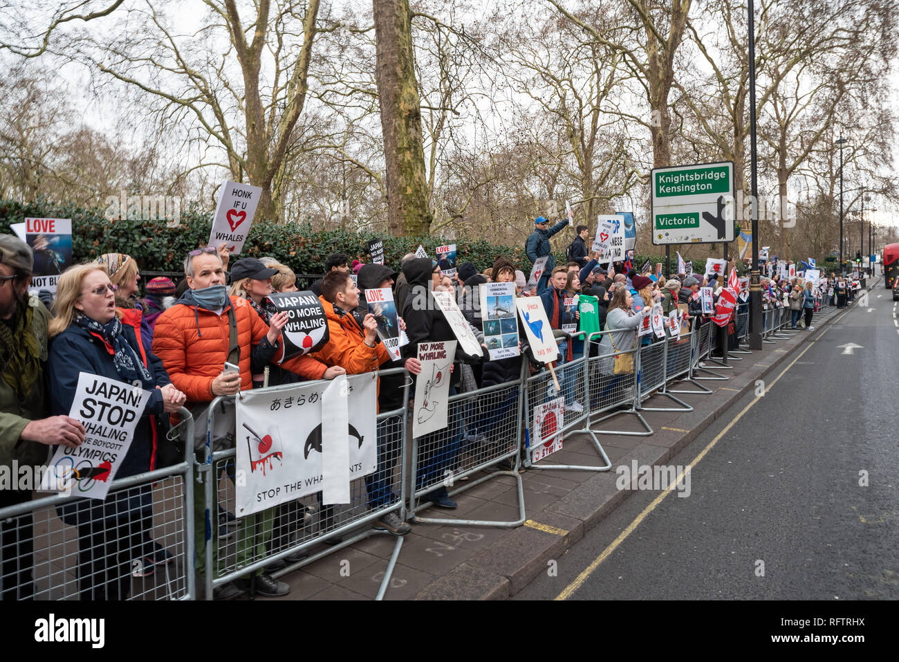 Londra, Regno Unito. Il 26 gennaio 2019. Londra protesta contro la ripresa della caccia alle balene da parte del Giappone.Il governo giapponese ha recentemente sostenuto al di fuori di un accordo internazionale il divieto di caccia alle balene a fini commerciali. Gli attivisti hanno marciato attraverso il centro di Londra all'Ambasciata Giapponese. Qui ritratti al di fuori e davanti all'Ambasciata Giapponese. Credito: Stephen Bell/Alamy Live News. Foto Stock