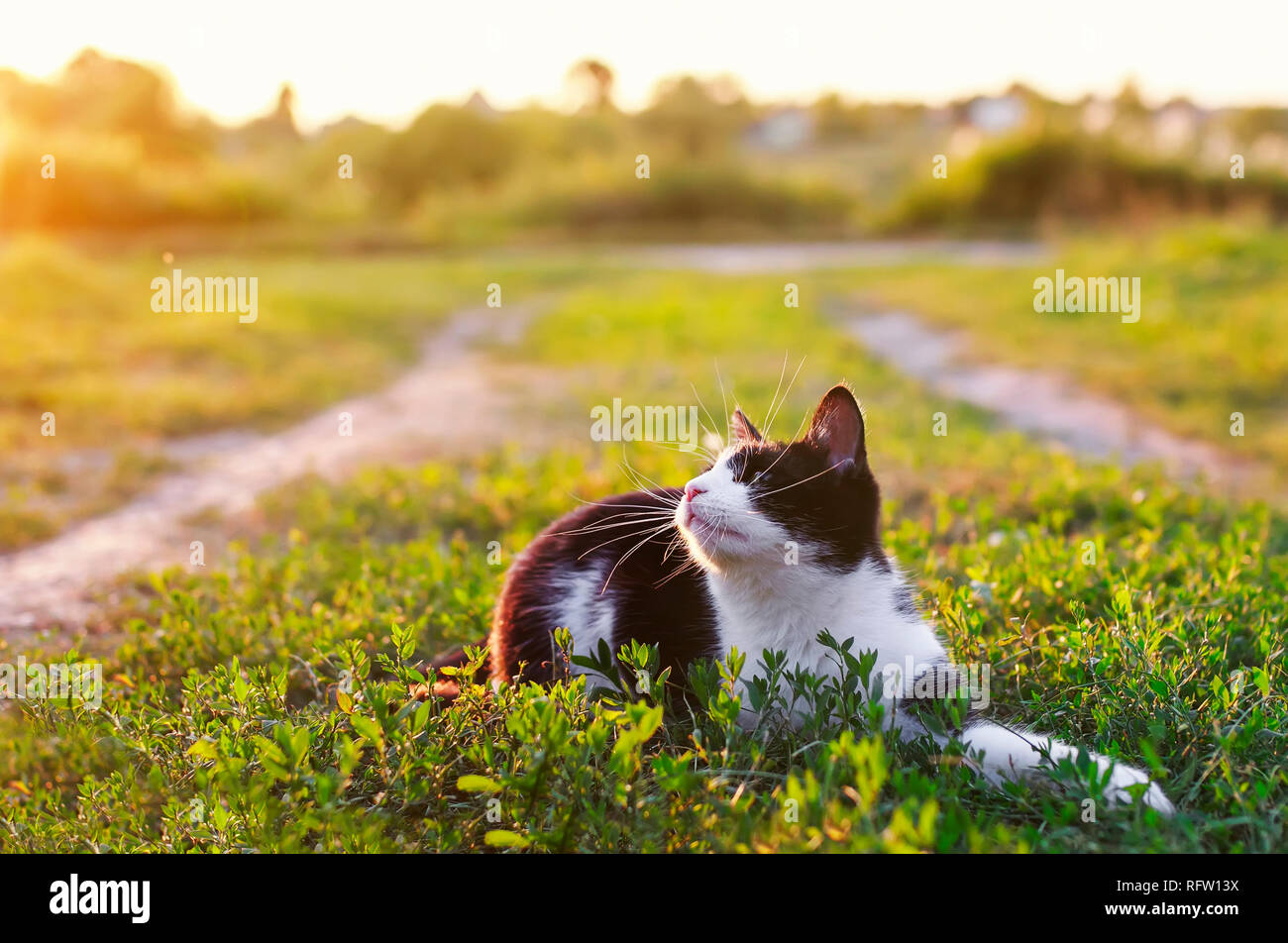 Carino gattino giacente in un soleggiato verde prato in una calda serata estiva funny alzando la museruola con un lungo i baffi Foto Stock