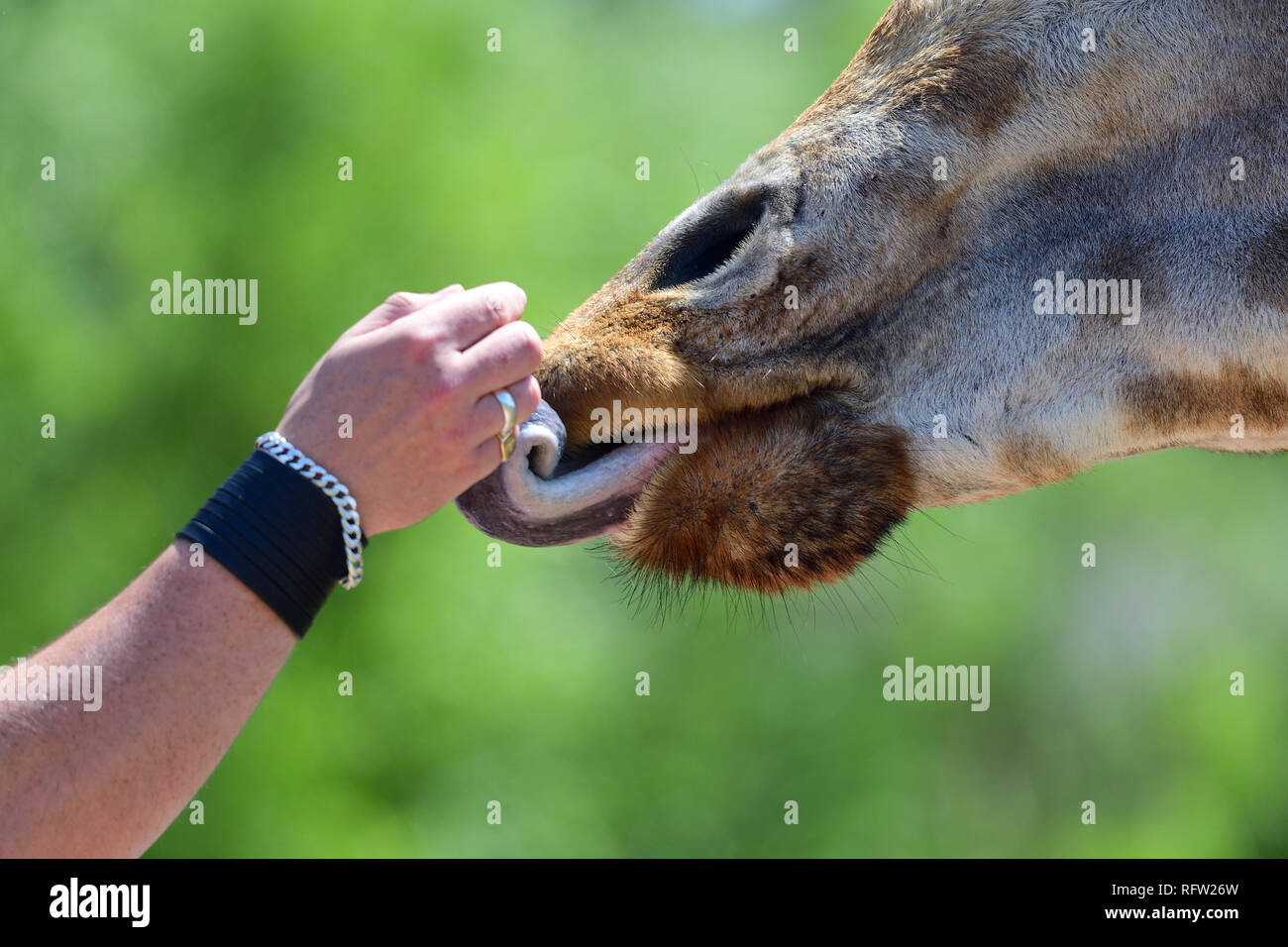 Close up colpo alla testa di un kordofan giraffe (giraffa camelopardalis antiquorum) essendo alimentato a mano da un turista in un zoo Foto Stock