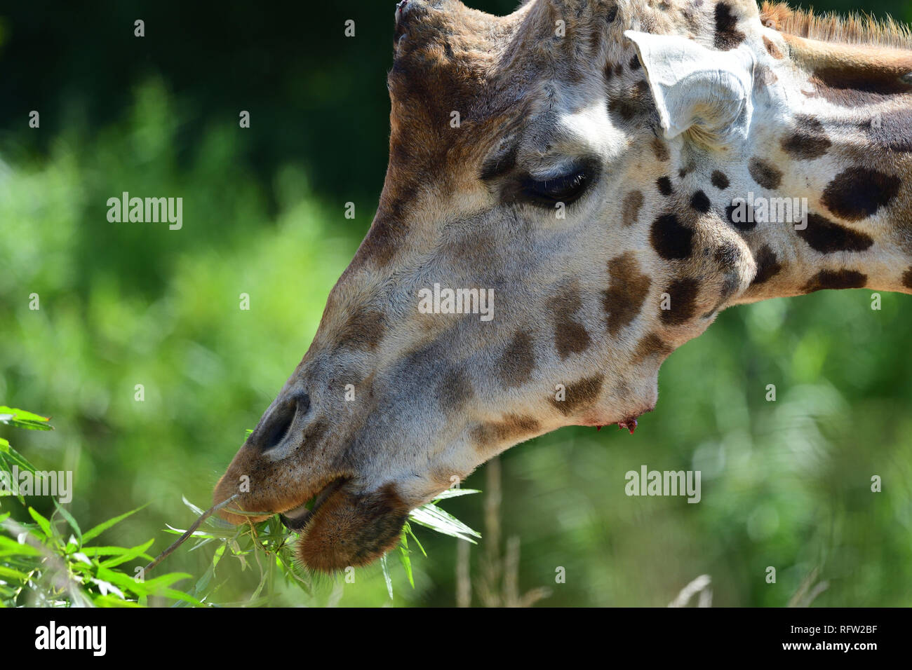 Colpo alla testa di un kordofan giraffe (giraffa camelopardalis antiquorum) mangiare le foglie Foto Stock