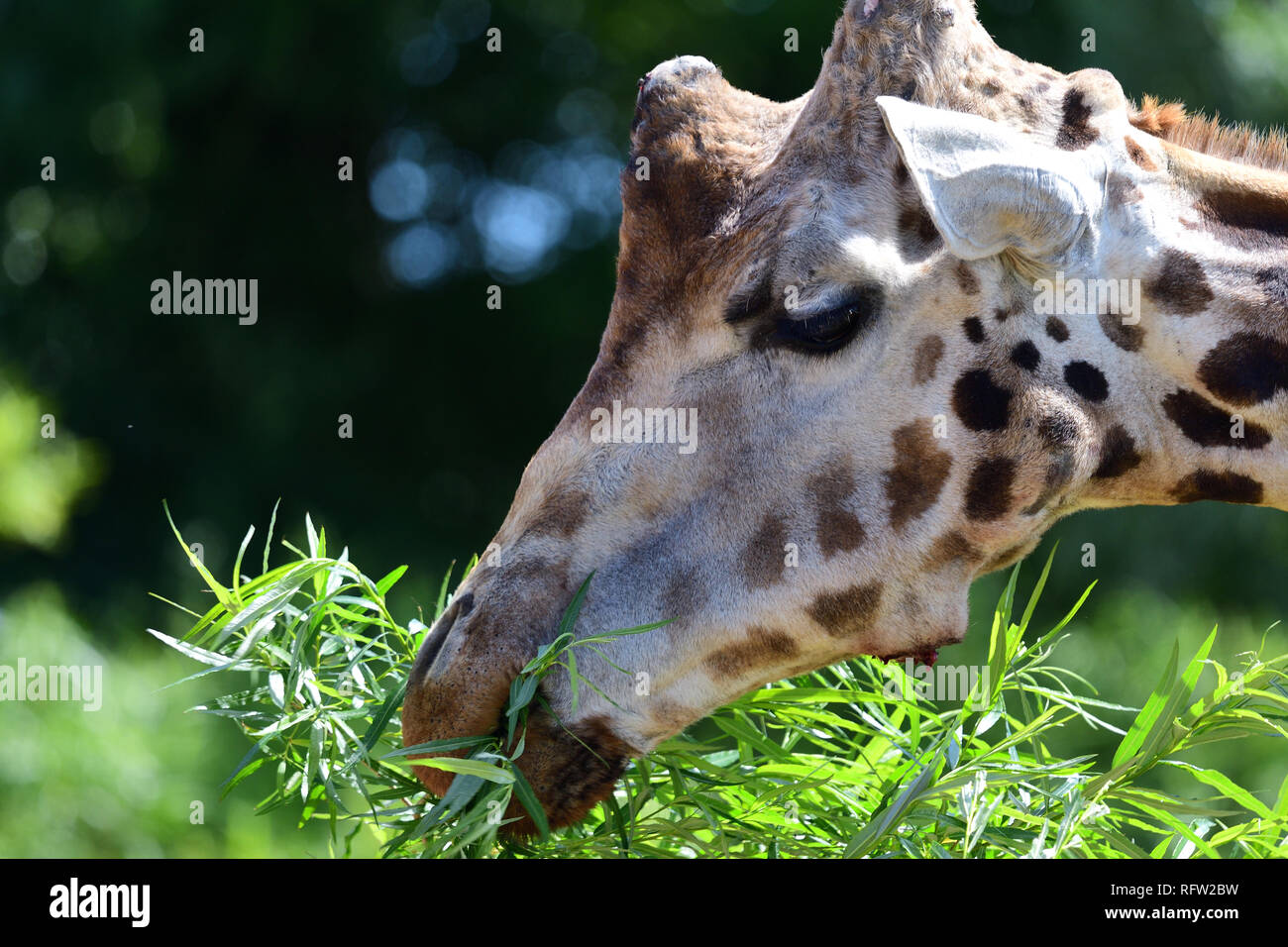Colpo alla testa di un kordofan giraffe (giraffa camelopardalis antiquorum) mangiare le foglie Foto Stock
