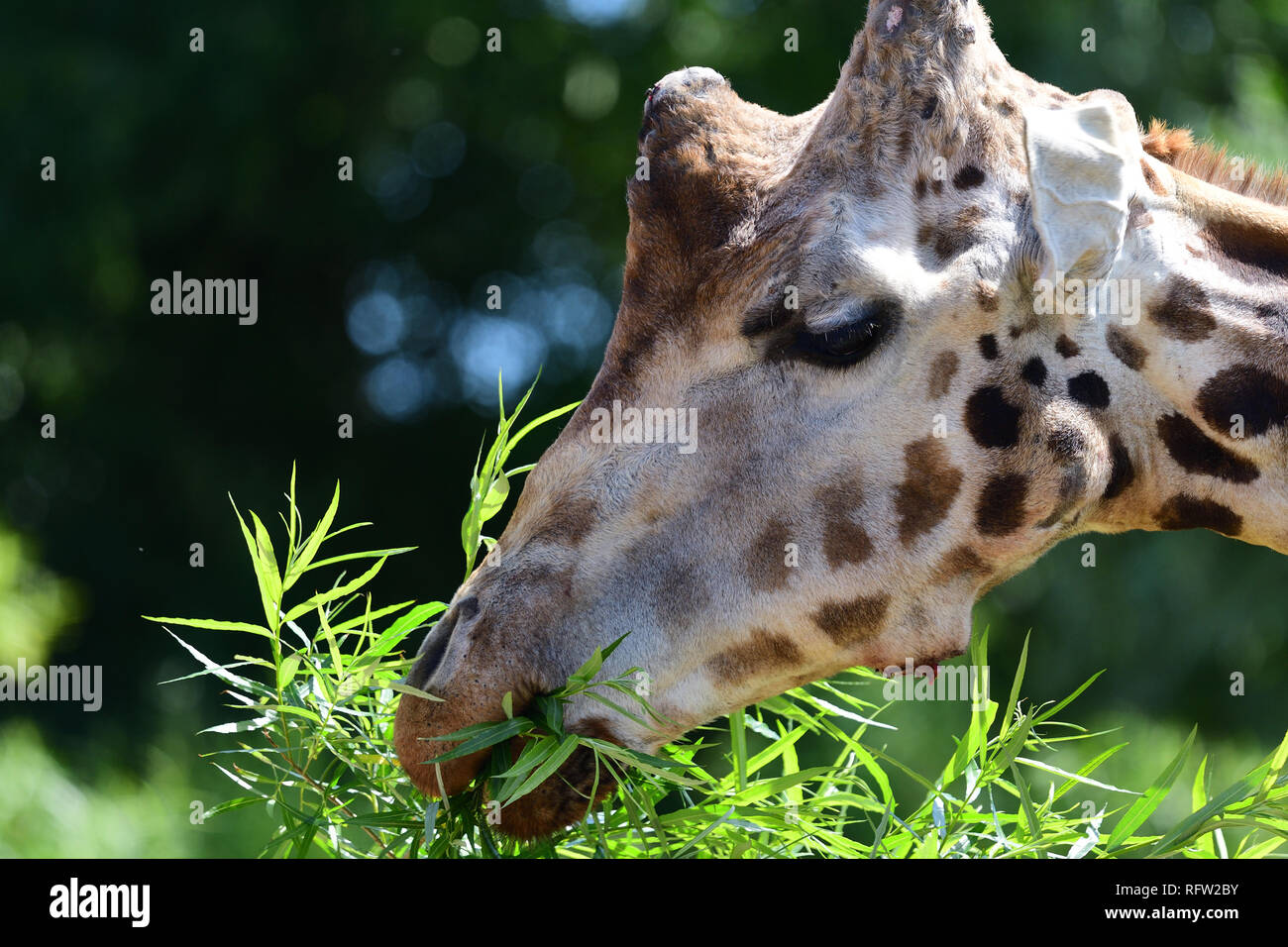 Colpo alla testa di un kordofan giraffe (giraffa camelopardalis antiquorum) mangiare le foglie Foto Stock