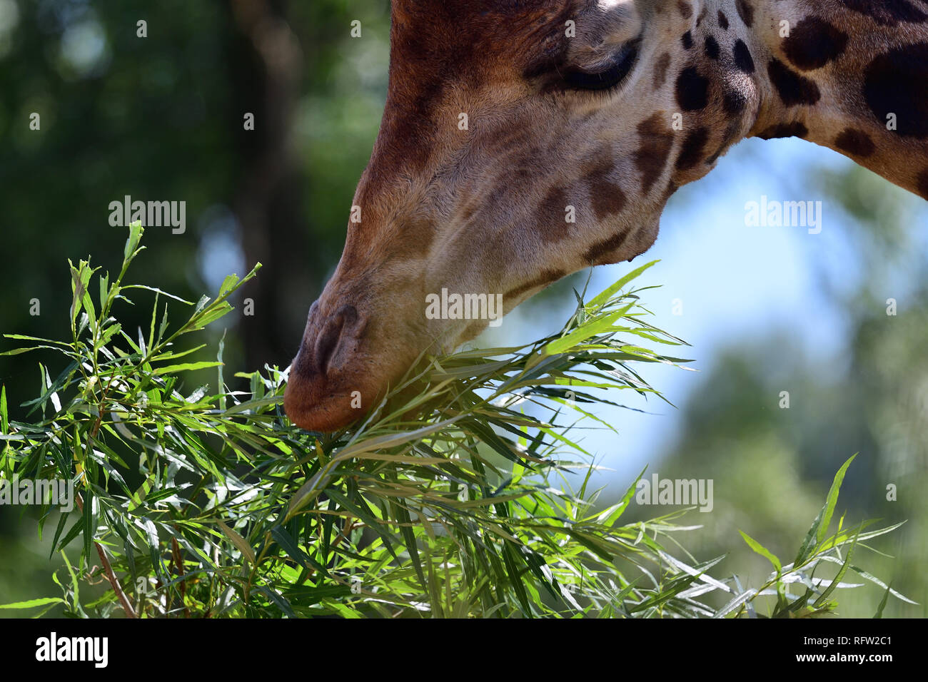 Colpo alla testa di un kordofan giraffe (giraffa camelopardalis antiquorum) mangiare le foglie Foto Stock
