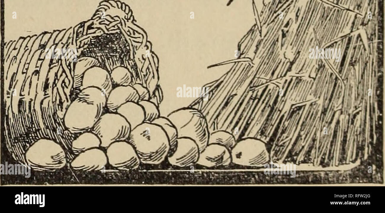 . Il canadese del giardiniere. Coltivatori di frutta' Association of Ontario; frutti-coltura. Fig. 2709 Hill's Seedling Peach. HILL'S SEEDLING PEACH. Sir,âI inviare qui un campione di pesche coltivate nel mio giardino a Orangeville, nella contea di Dufferin, nel corso della presente stagione. Ho anche inviare una fotografia di un gruppo di pesche, parte del raccolto di una dozzina o così presi dallo stesso albero sull'istante 8. Essi appaiono per me avere il merito, non solo in quanto a dimensioni e colore, ma per quanto riguarda il sapore. La struttura ad albero sulla quale esse sono state coltivate è una possibilità che un vivaio coltivazione circa venticinque metri dal lato est di casa mia, wi Foto Stock