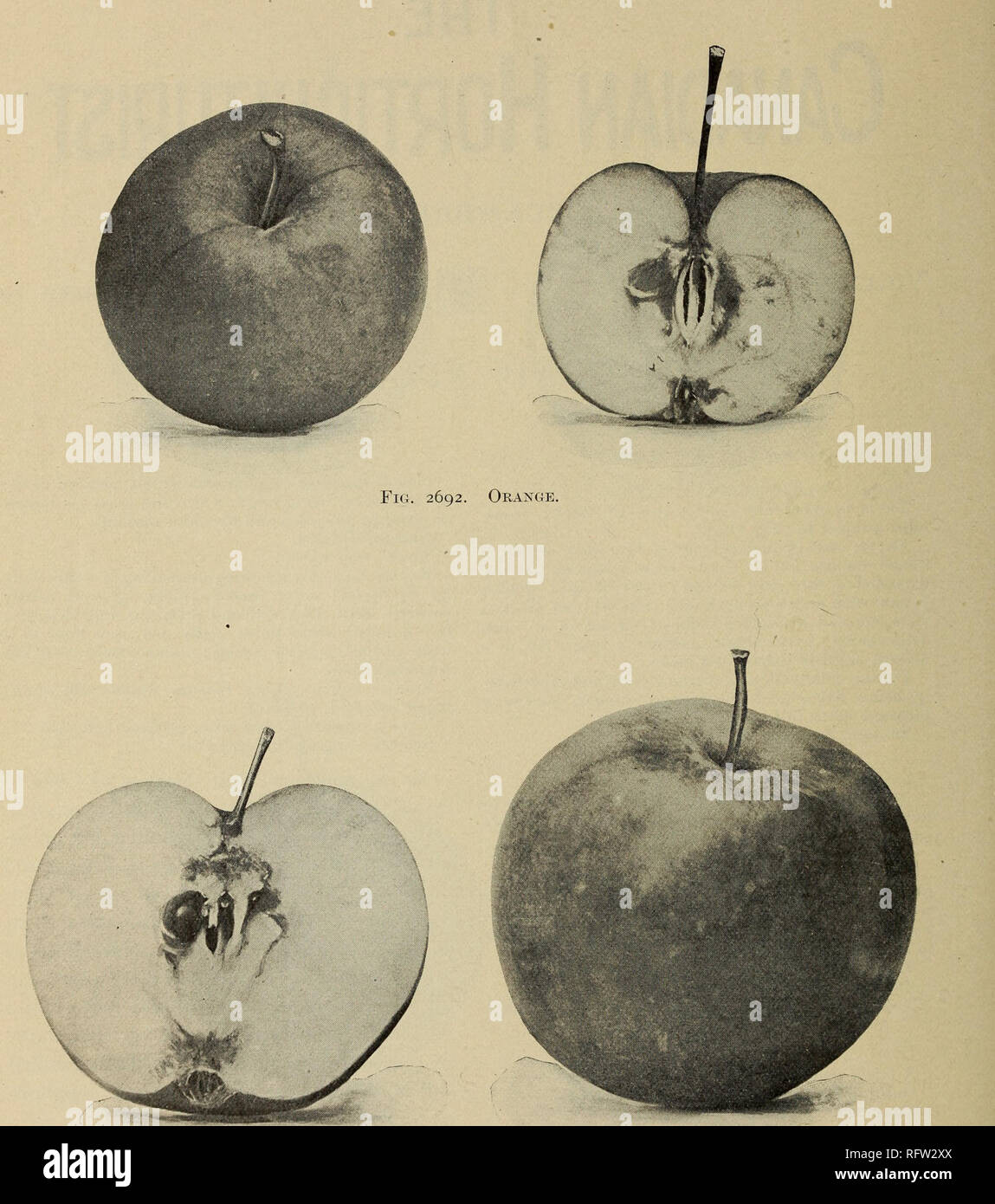 . Il canadese del giardiniere. Coltivatori di frutta' Association of Ontario; frutti-coltura. 49° il canadese giardiniere.. Fig. 2693. Whitney.. Si prega di notare che queste immagini vengono estratte dalla pagina sottoposta a scansione di immagini che possono essere state migliorate digitalmente per la leggibilità - Colorazione e aspetto di queste illustrazioni potrebbero non perfettamente assomigliano al lavoro originale. Coltivatori di frutta " Associazione di Ontario. St. Catherines [Ont. ] : Coltivatori di frutta' Association of Ontario Foto Stock