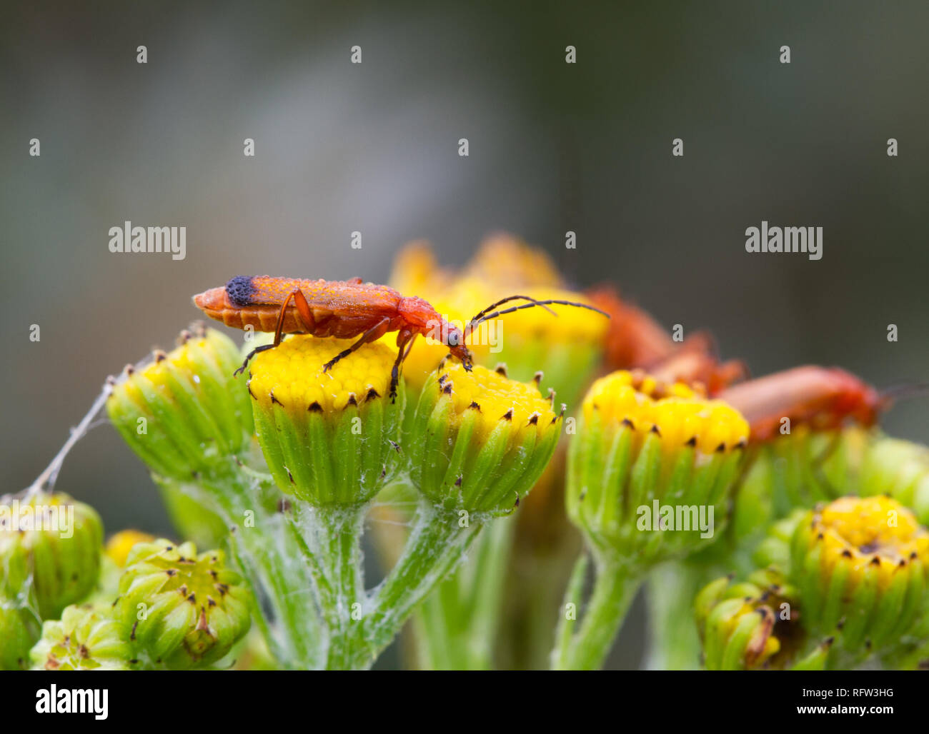 Soldato rosso coleotteri, coperto con gocce di rugiada, si nutrono di erba tossica fiori Foto Stock