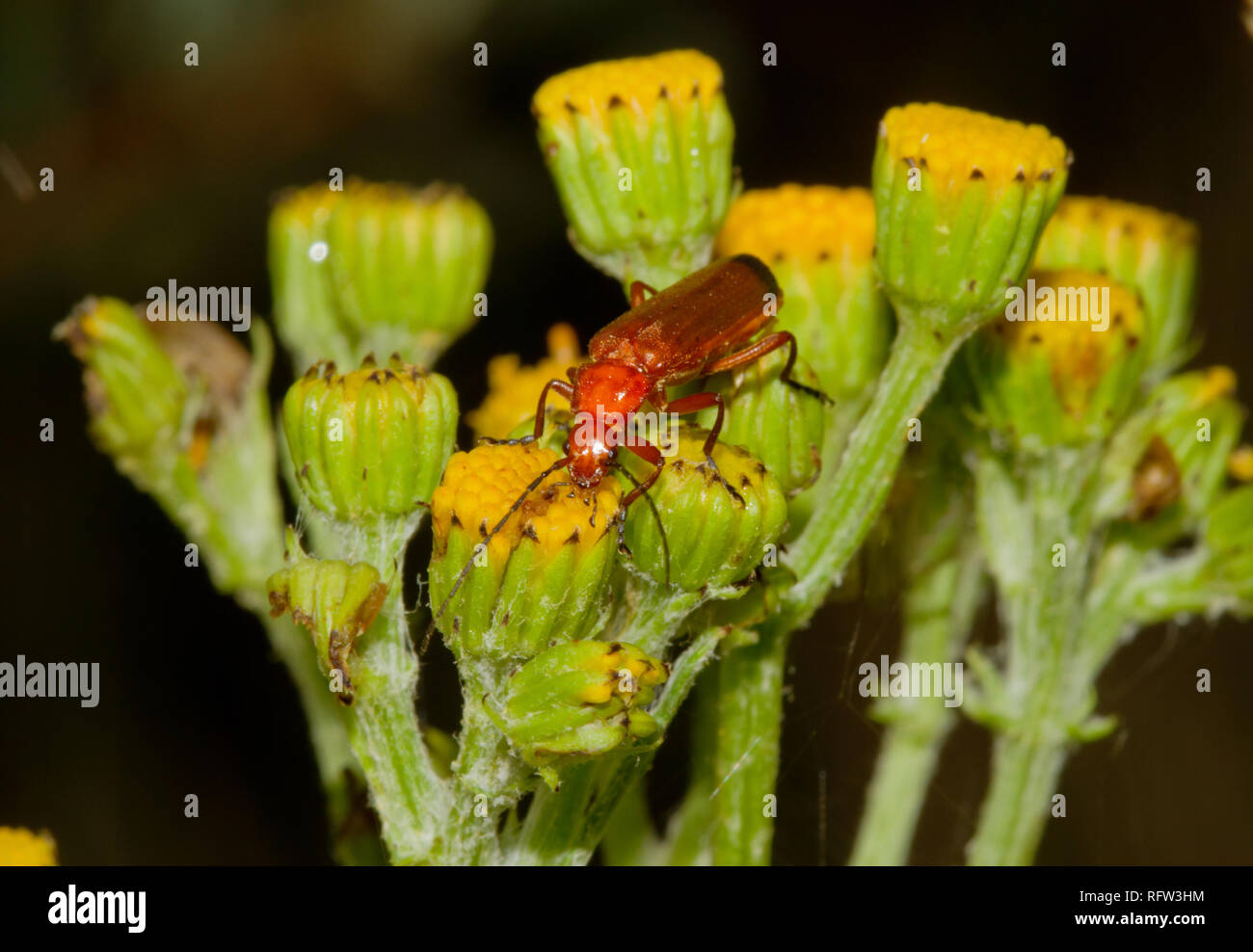 Soldato rosso beetle alimentazione su erba tossica fiori Foto Stock