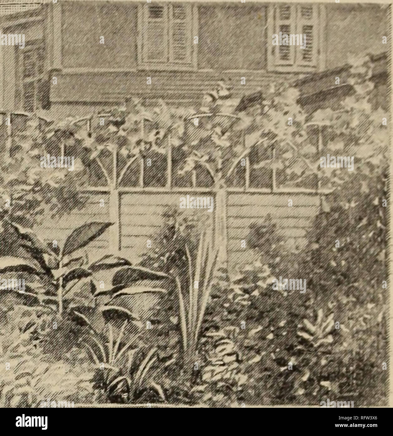 . Il canadese del giardiniere. Coltivatori di frutta' Association of Ontario; frutti-coltura. Fig. 2626 Lampada VineWreathed Post (vedere Fig. 2627) e se si seleziona le piante in modo da avere inizio e fine fiori, è possibile mediante rifilatura fuori il fogliame morto, mantenere il vostro giardino sempre in fiore; e non dimenticare gli alti, spear-come le piante, come hol- lyhocks e sun- Fiori e persino disprezzati mul- len dei nostri campi che in Inghilterra è cresciuto in grande bellezza nei giardini, suo vellutato grigio-verde delle foglie e punte di fiori gialli contrasta splendidamente con più vistose piante. Queste piante fare un bell'backgrou Foto Stock