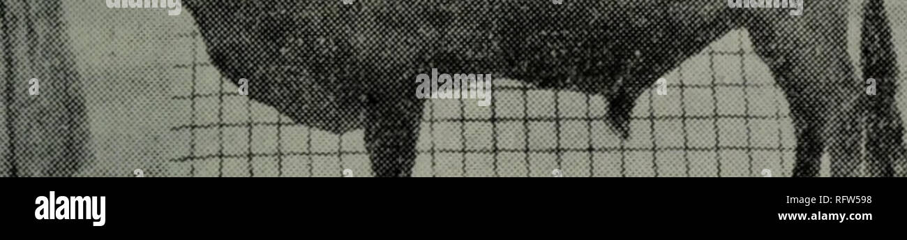 . Cao yuan guan li xue. botanica. Pi äºåå "å¨éµaeae¢ç¹é£éè¤°å¤§aeï¼1952)ä'å¾ççèå Å¤¬ç¥ åäºåä¹è¿åºç¢çç¡ae¯ç. Si prega di notare che queste immagini vengono estratte dalla pagina sottoposta a scansione di immagini che possono essere state migliorate digitalmente per la leggibilità - Colorazione e aspetto di queste illustrazioni potrebbero non perfettamente assomigliano al lavoro originale.. wang dong. xu mu shou yi tu shu chu ban she Foto Stock