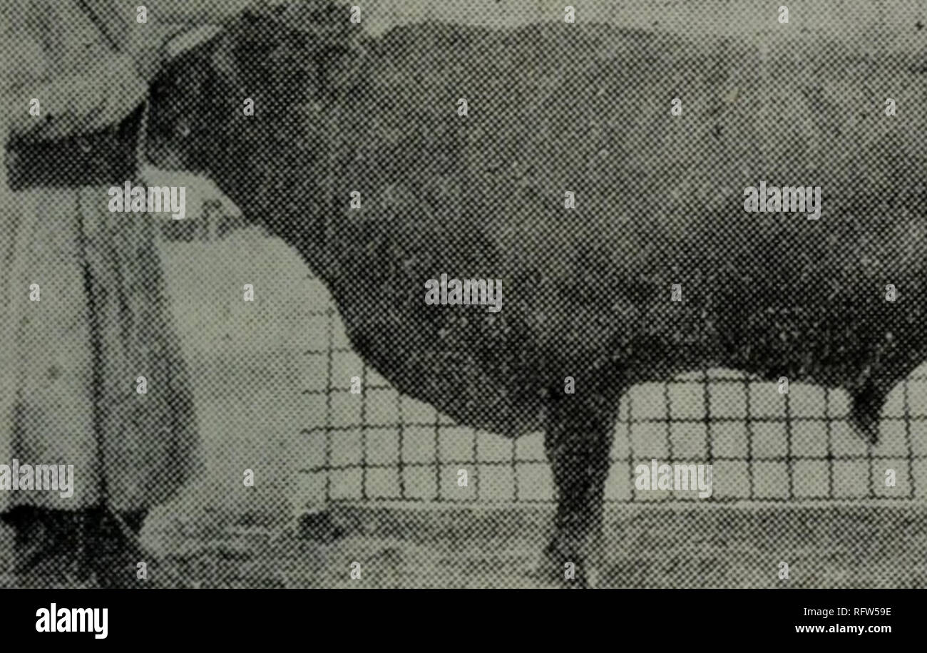 . Cao yuan guan li xue. botanica. É§±é§ç²ae²ae¼ å °åçä'"è¦äº¤éå·¥å ·,ae aeãae²ae¼ ä¹èJçç¨±èã (åï¼é"çä'-é"çç¢åéåå ¨å,é"åè¼ç²è¤éãç±ãçãae°è"' çªãåå §èèªae²"åaeç¢è ç²èå¤ç,é"è"åå¤§å¾å°,è©å¹³,è¼ªå"é¡ä¼¼ä¹³ç, 7"' é ï¼"é"115è³130 å ¬åãéä'ç¾å € ^ ae¤ä'ä'ãé"ae²³aeµ &gt; ååae±ååçç¢ è ç²è¯åçï¼å°¤ ä"¥éè¥¿éä'-ä¹ç§¦ å·çç²èãç§¦å· çae¯è²èµ¤è¤ï¼é" ae ¼è¼å¤§ï¼èèè± å,ç¼è²å"ç¨±,é" åç¥ä¼¼ç-è§çã ä'-åé¨åçç¢è ç²è¯åçï¼èè é'. Pi äºåå "å¨éµaeae¢ç¹é£éè¤°å¤§aeï¼1952)ä'å¾ççèå Å¤¬ç¥ åäºåä¹è¿åºç¢çç¡ae¯ç. Si prega di notare che queste immagini vengono estratte dalla pagina sottoposta a scansione di immagini che possono essere state migliorate digitalmente per la leggibilità - colorazione e Foto Stock