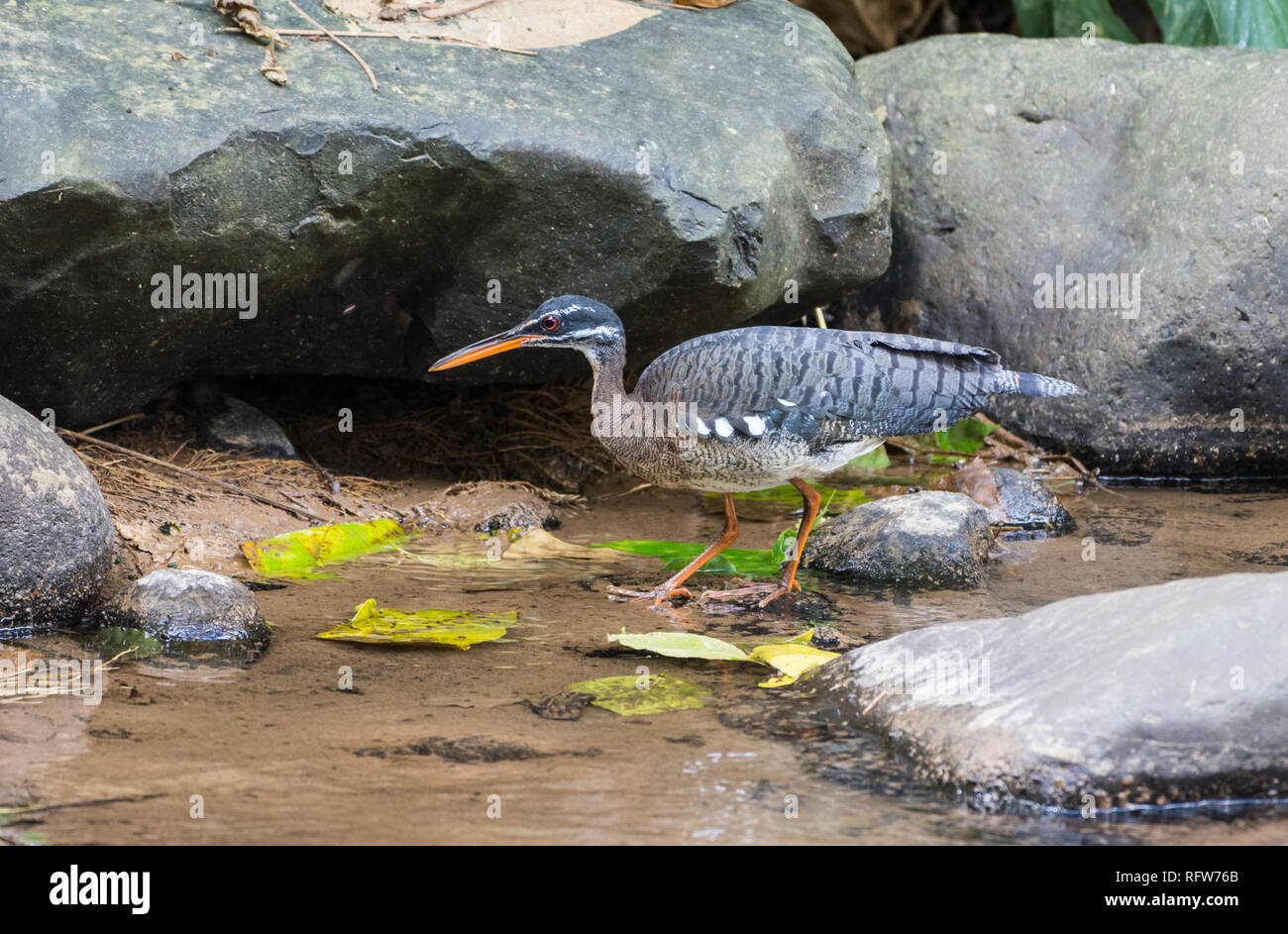 Un Sunbittern (Eurypyga helias) rovistando in un torrente. Costa Rica, America centrale. Foto Stock