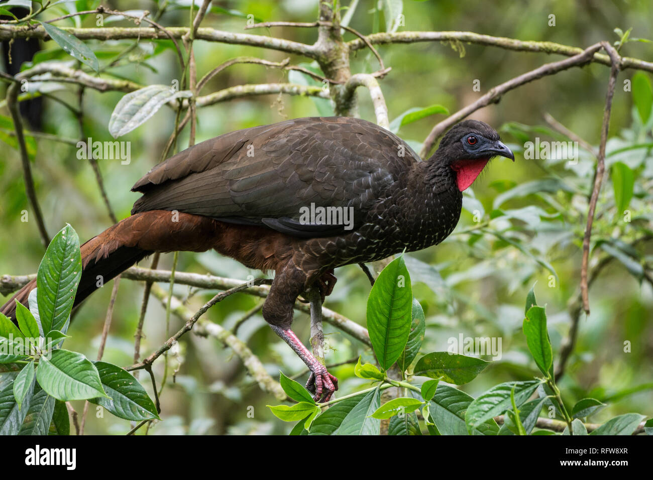 Un Crested Guan (Penelope purpurascens) nella foresta tropicale. Costa Rica, America centrale. Foto Stock