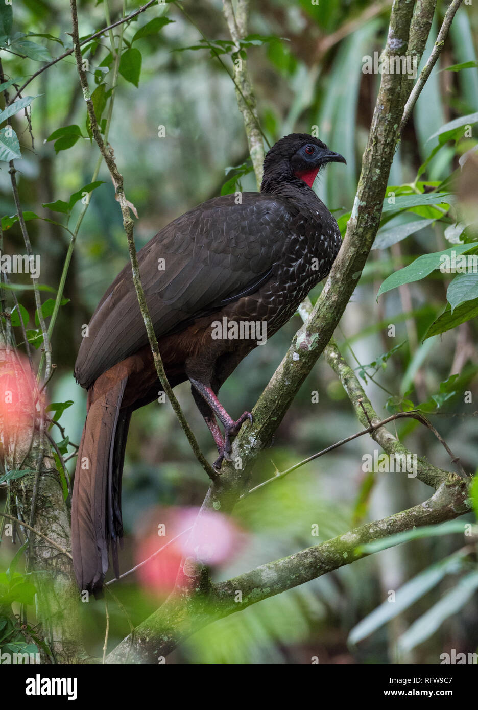 Un Crested Guan (Penelope purpurascens) nella foresta tropicale. Costa Rica, America centrale. Foto Stock