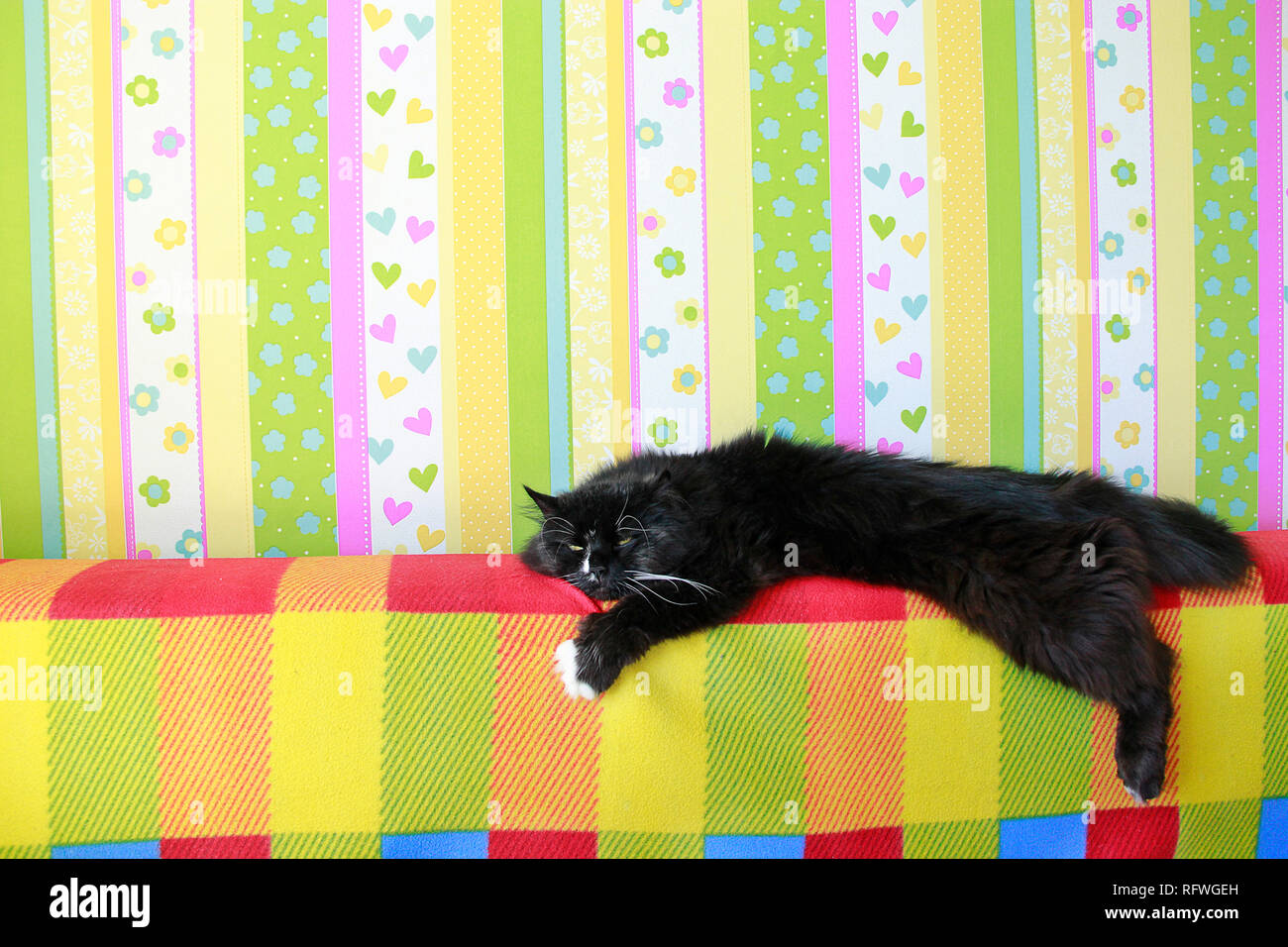 Lazy gatto nero recante sul retro colorati di divano. Bianco e nero cat recante lazy zampe fino sul divano. Vivid elemento di design Foto Stock