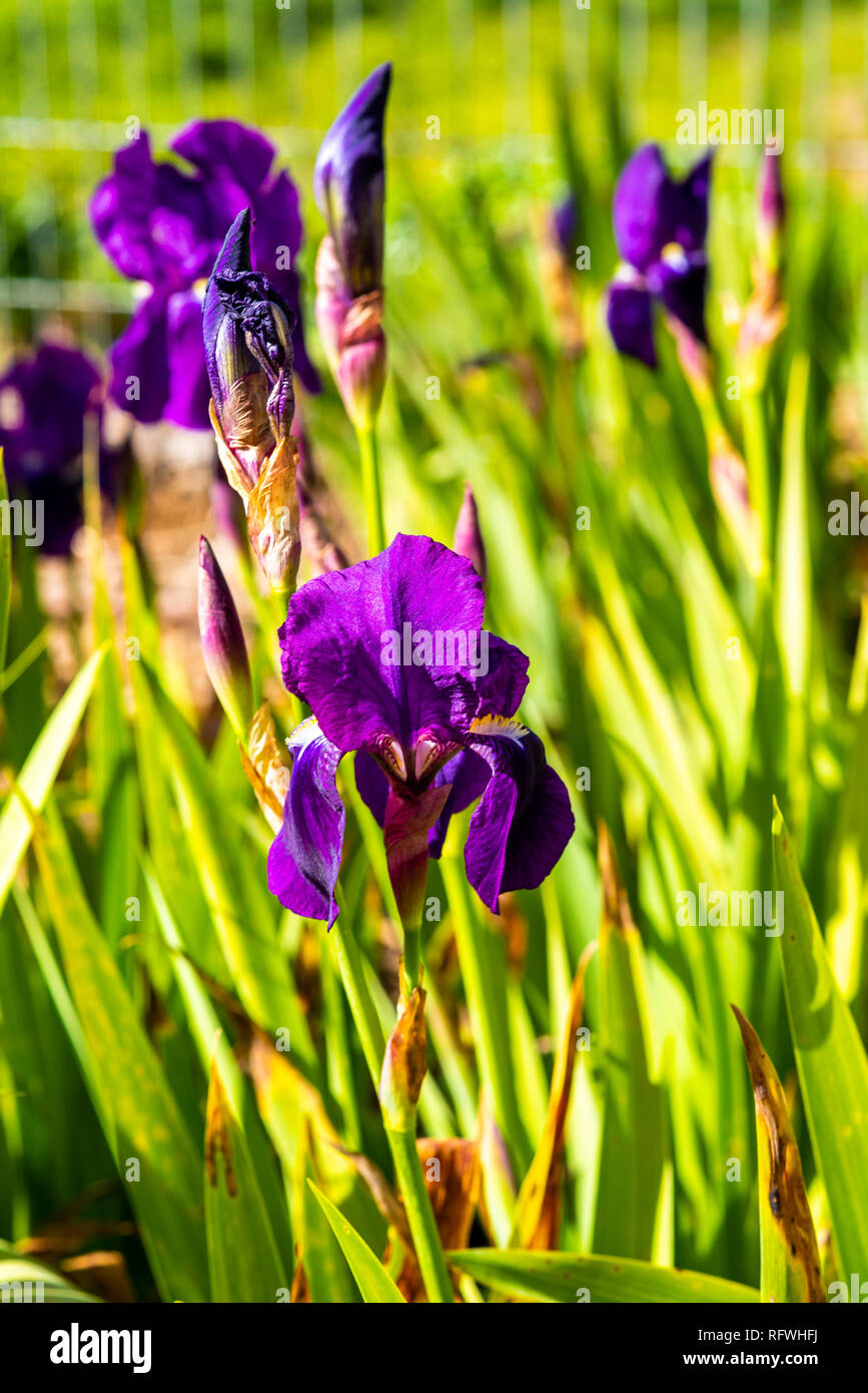 Macro di fiori shot, astratto foto di un fiore. Bellissimo sfondo. Foto Stock