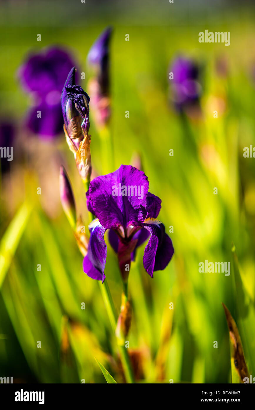 Macro di fiori shot, astratto foto di un fiore. Bellissimo sfondo. Foto Stock