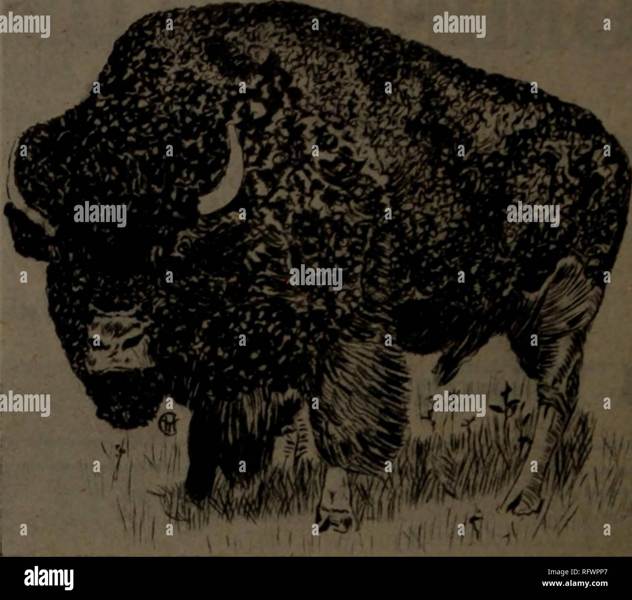 . Canadian Forest industries luglio-dicembre 1919. Macchinoso; le foreste e la silvicoltura; prodotti di foresta; polpa di legno Industria; legno industrie utilizzatrici. CANADA LUMBERMAN E falegname Novembre 1, 1919 Atlantic legname Azienda i legni duri West Virginia rosso morbido e quercia bianca la nostra specialità: West Virginia e Pennsylvania Cherry 1055 Seneca Street Standard di legname di legno duro Co. I legni duri f da Buffalo cantieri o richiesta spedizione io , , . ^ . ' Da Mill direttamente per voi 8 milioni di piedi asciutti Scorte 1333 Clinton St. Hugh McLean Lumber Co. I legni duri di tutti i tipi le nostre specialità-squartati quercia bianca SAP e gomma rossa es Foto Stock