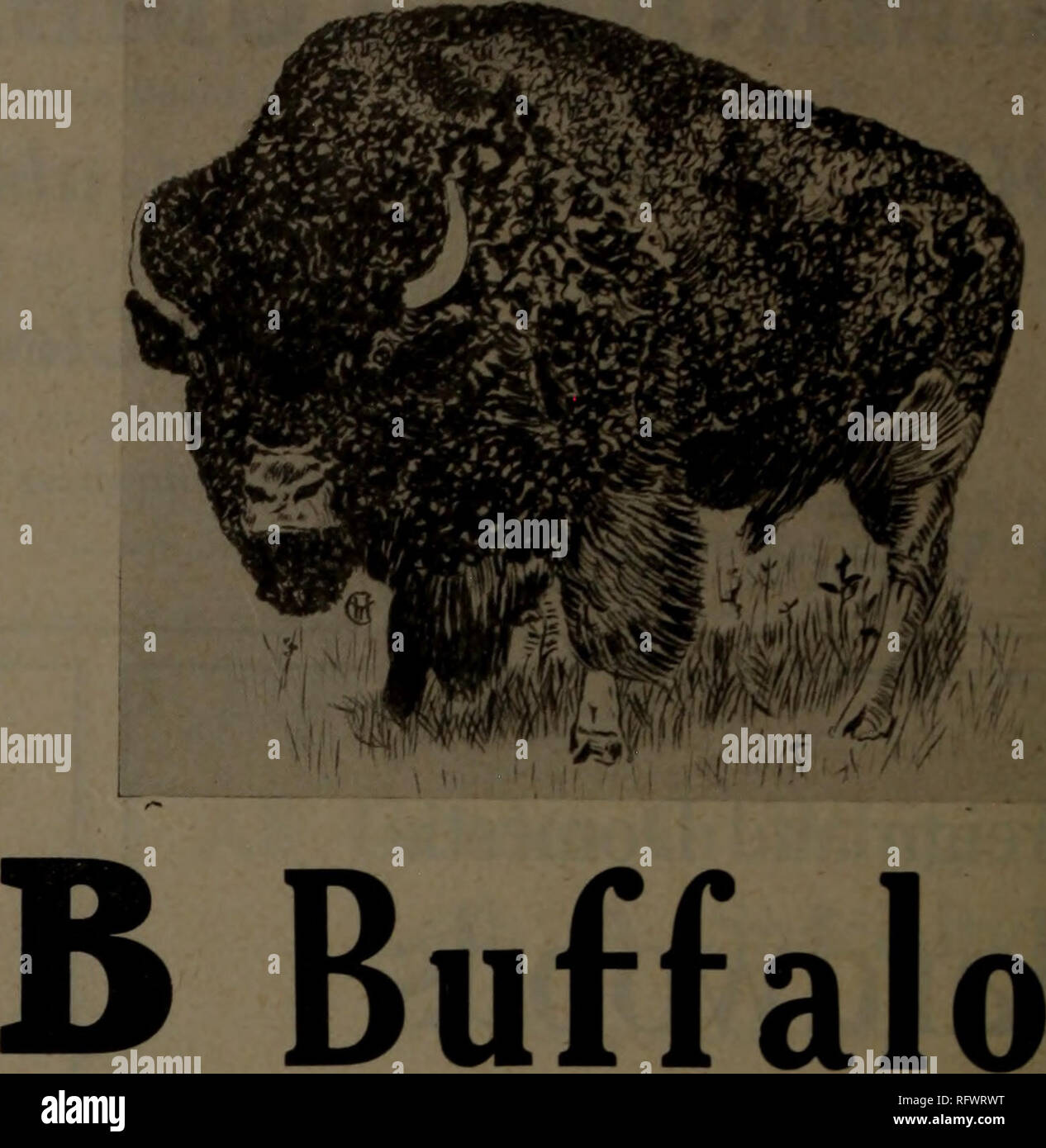 . Canadian Forest industries luglio-dicembre 1919. Macchinoso; le foreste e la silvicoltura; prodotti di foresta; polpa di legno Industria; legno industrie utilizzatrici. 24 CANADA LUMBERMAN E falegname 1 dicembre I'jlO Atlantic legname Azienda i legni duri West Virginia rosso morbido e quercia bianca la nostra specialità: West Virginia e Pennsylvania Cherry 1055 Seneca Street Standard di legname di legno duro Co. I legni duri da Buffalo cantieri o dal mulino a diretto è pronta spedizione , 8 milioni di piedi asciutti Scorte 1333 Clinton St. Hugh McLean Lumber Co. I legni duri di tutti i tipi le nostre specialità-squartati quercia bianca SAP e gomma rossa stabilire Foto Stock