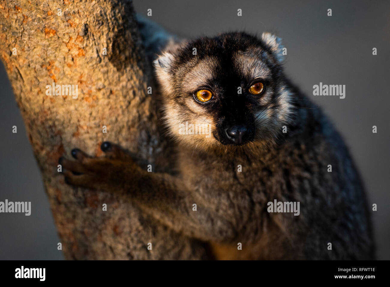 Comune lemure marrone (il Eulemur fulvus), Andasibe, Madagascar, Africa Foto Stock