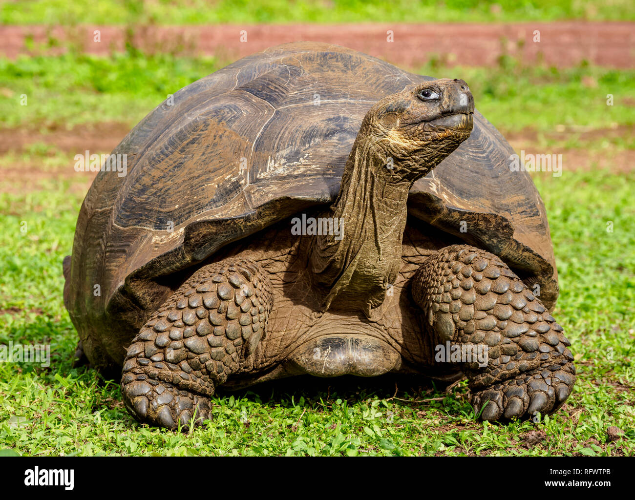 La tartaruga gigante, El Chato, Highlands di Santa Cruz (infaticabile) Isola, Galapagos, Sito Patrimonio Mondiale dell'UNESCO, Ecuador, Sud America Foto Stock