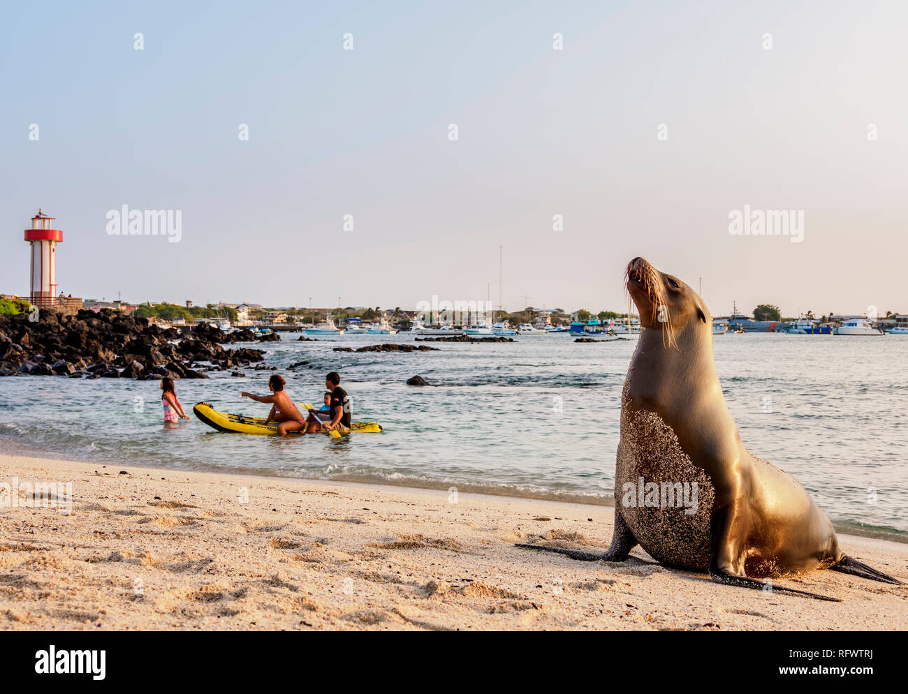 Sea Lion (Zalophus wollebaeki), Playa Mann, tramonto, Puerto Baquerizo Moreno, San Cristobal (Chatham) Isola, Galapagos, UNESCO, Ecuador Foto Stock