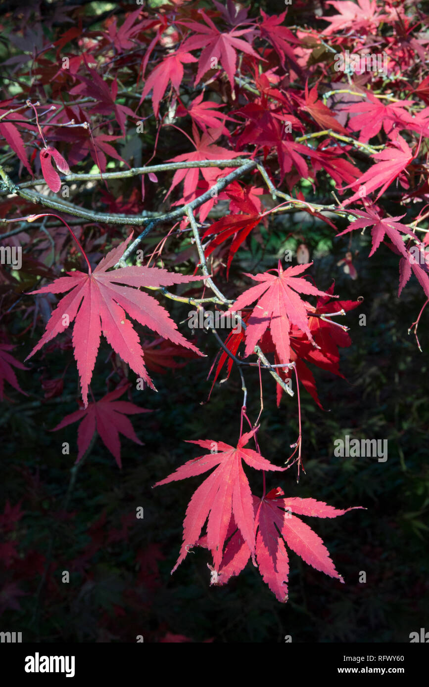 I colori autunnali, Westonbirt Arboretum nazionale, Gloucestershire, England, Regno Unito, Europa Foto Stock