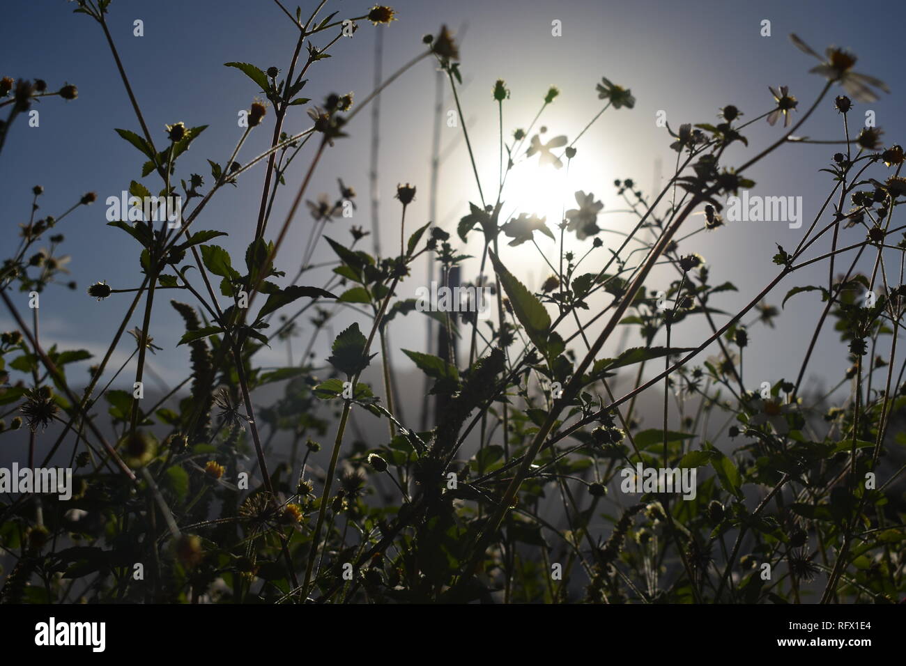 Luce solare diretta dal giardino 1 Foto Stock