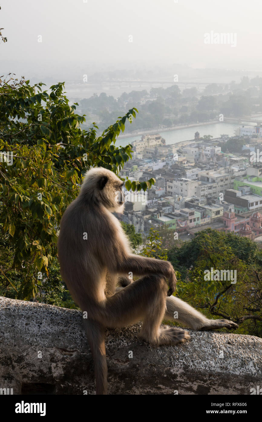 Grigio scimmia langur guardando fuori oltre il Fiume Gange in Haridwar, Uttarakhand, India Foto Stock