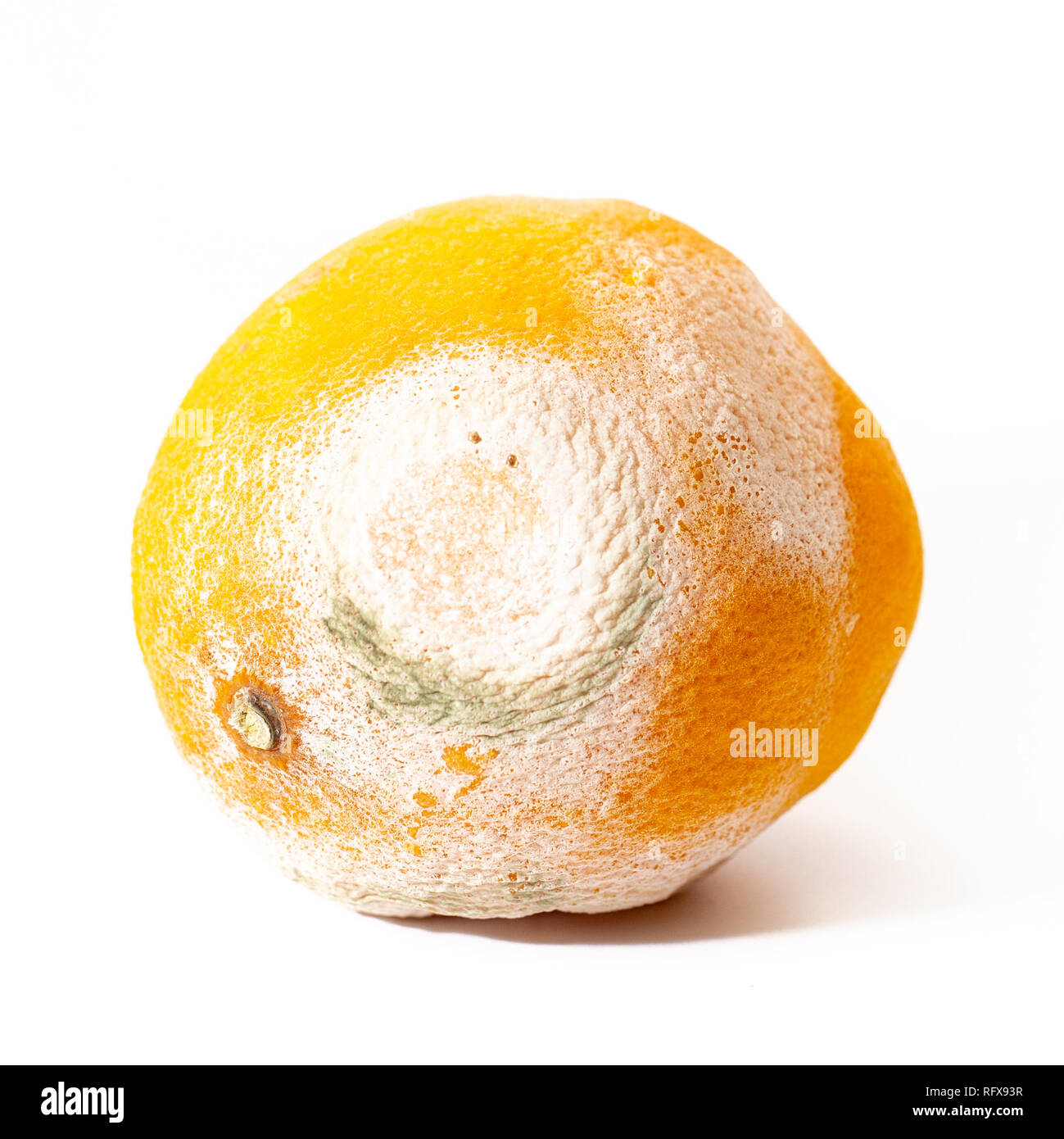 Un imbarazzo arancione con il bianco e il verde dello stampo su una bianca Foto Stock