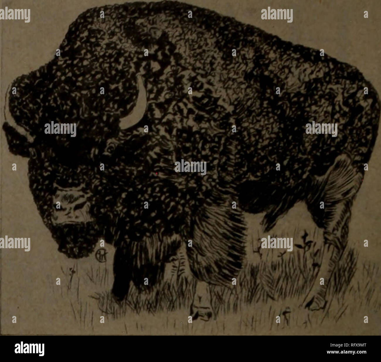 . Canadian Forest industries luglio-dicembre 1919. Macchinoso; le foreste e la silvicoltura; prodotti di foresta; polpa di legno Industria; legno industrie utilizzatrici. 22 CANADA LUMBERMAN E falegname aggetto 15, HO9ti Atlantic legname Azienda i legni duri West Virginia rosso morbido e quercia bianca la nostra specialità: West Virginia e Pennsylvania Cherry 1055 Seneca Street Standard di legname di legno duro Co. I legni duri   . / Da Buffalo cantieri o Richiesta Spedizione | , .,." ,. Da Mill direttamente per voi 8 milioni di piedi asciutti Scorte 1333 Clinton St. Hugh McLean Lumber Co. I legni duri di tutti i tipi le nostre specialità-squartati quercia bianca SAP e gomma rossa Foto Stock