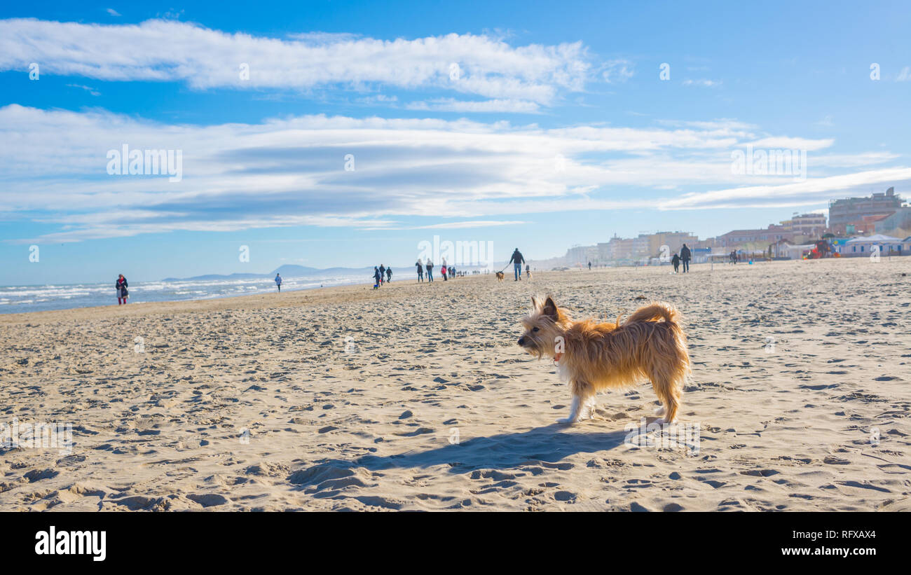Un po' carino hairy marrone cagnaccio di cani di razza mista ancora in piedi su di una spiaggia di sabbia in una giornata di sole Foto Stock