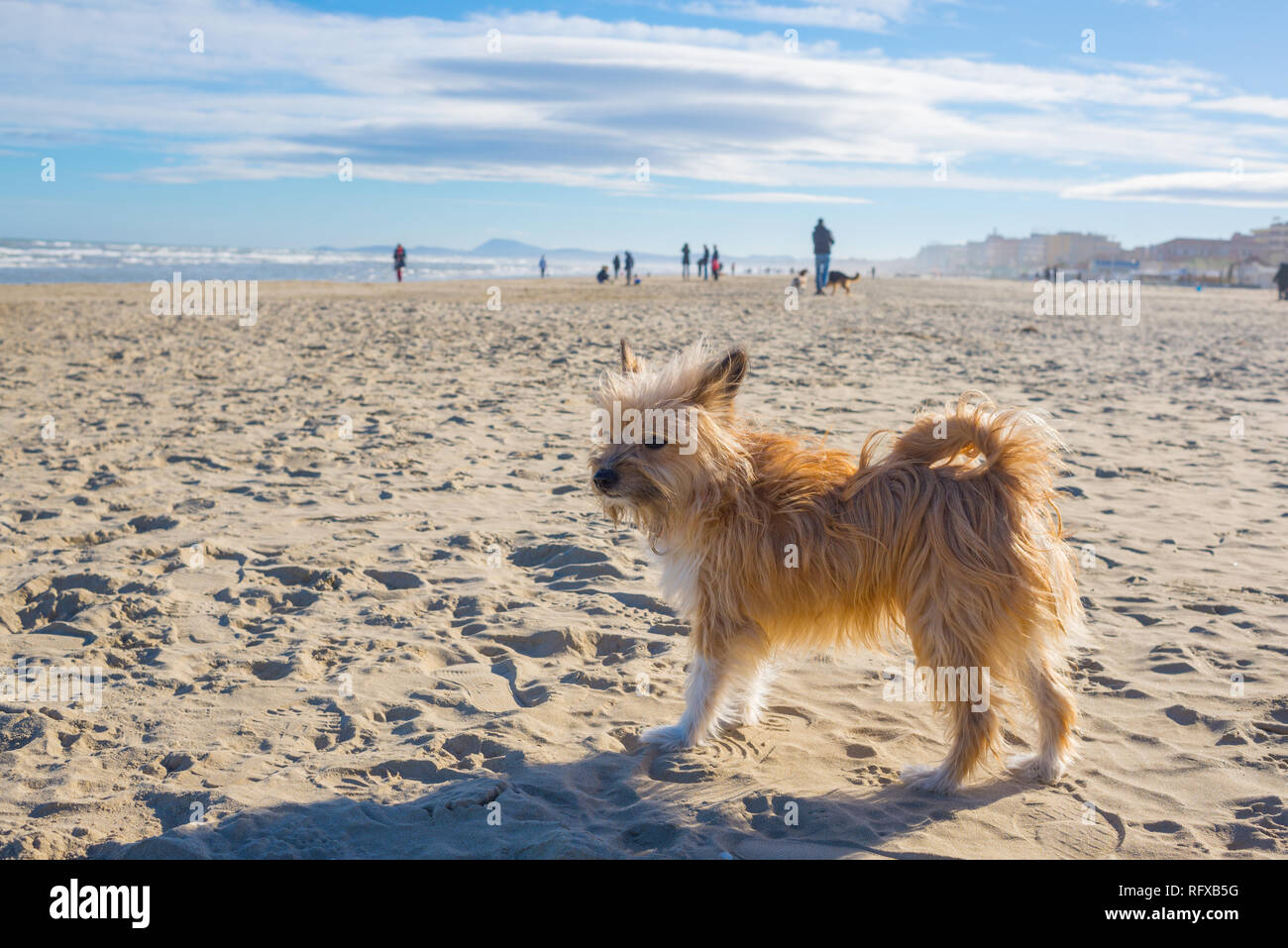 Un po' carino hairy marrone cagnaccio di cani di razza mista ancora in piedi su di una spiaggia di sabbia in una giornata di sole Foto Stock
