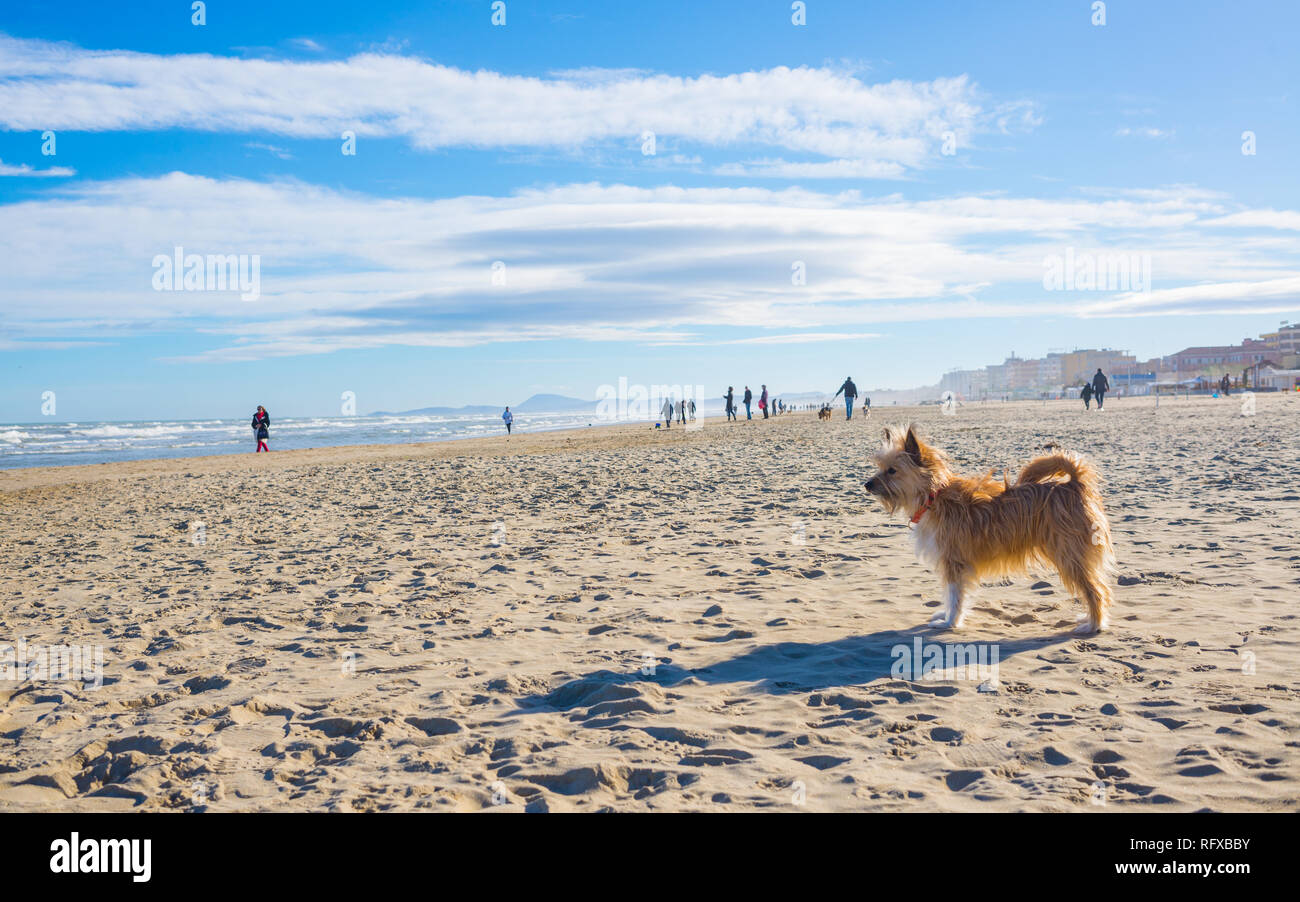 Un po' carino hairy marrone cagnaccio di cani di razza mista ancora in piedi su di una spiaggia di sabbia in una giornata di sole Foto Stock