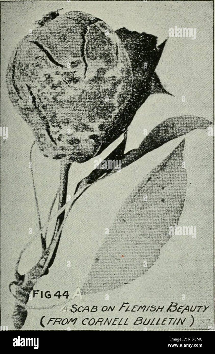 . Il canadese del giardiniere [mensilmente], 1901. Il giardinaggio; Canadian periodici. Frutto della cultura. 275. sono più o meno resistenti. Clapp"s preferito, Souvenir de Congresso e Bartlett, soprattutto il primo, sono hig-hly soggetto a batterico, mentre Keiffer, Seckel Siwd Tyson raramente hanno subito. Si tratta di una questione che la intendono- pera- coltivatore farebbe bene a studiare attentamente. Pera-scabbia.-(vedi fig.-. 44). Sebbene dis- tinct da apple-scabbia fung-us, deve essere foug-ht nello stesso modo e con gli stessi mezzi. Insetti.-l'curculio, carpocapsa del melo e pera-slug sono i più comuni nemici di insetti dato Foto Stock