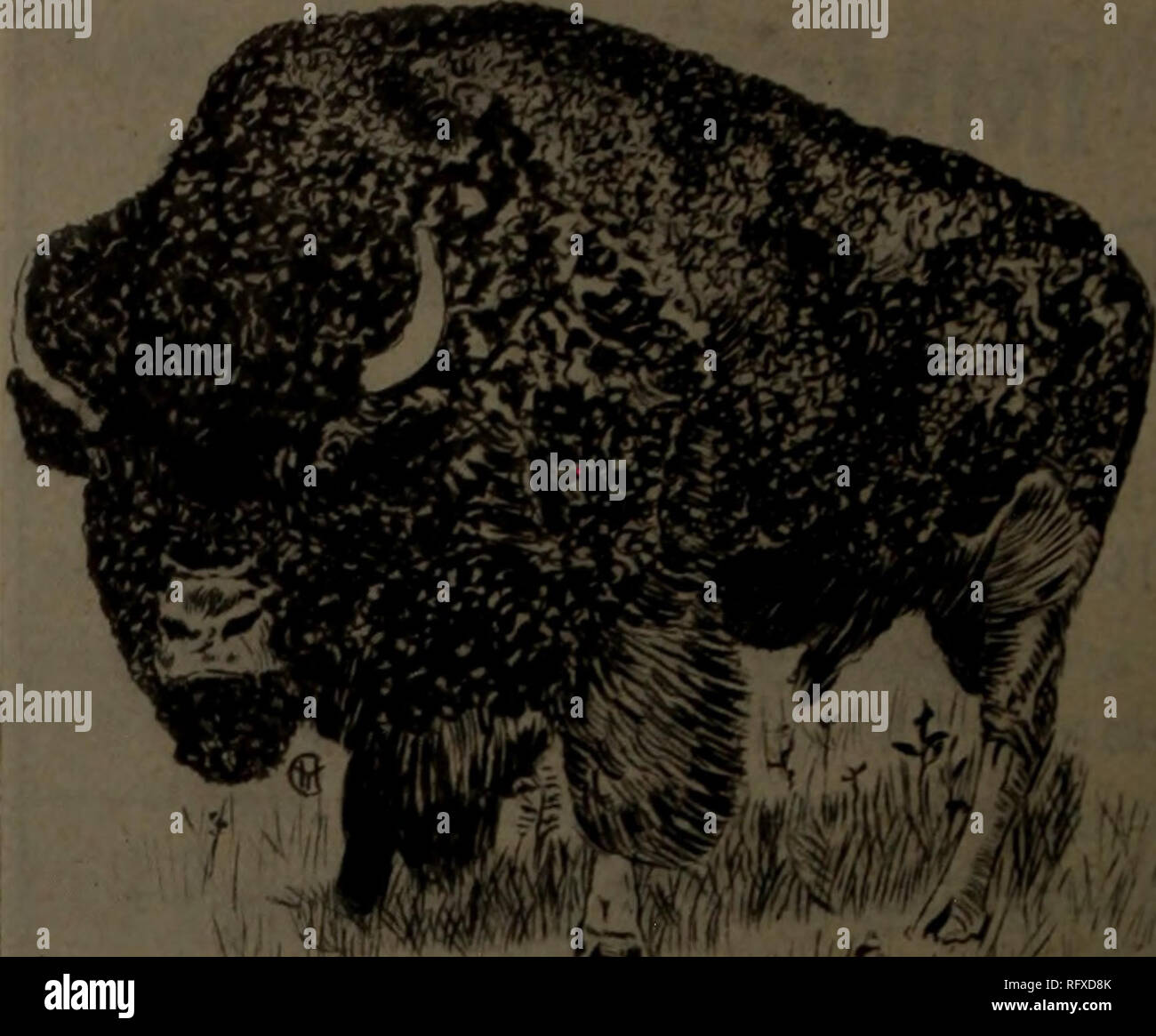 . Canadian Forest industries luglio-dicembre 1919. Macchinoso; le foreste e la silvicoltura; prodotti di foresta; polpa di legno Industria; legno industrie utilizzatrici. 22 CANADA LUMBERMAN ANt) falegname agosto ir, 1919 Atlantic legname Azienda i legni duri West Virginia rosso morbido e quercia bianca la nostra specialità: West Virginia e Pennsylvania Cherry 1055 Seneca Street Standard di legname di legno duro Co. I legni duri   . / Da Buffalo cantieri o richiesta spedizione â ! , , . [ Da Mill direttamente per voi 8 milioni di piedi asciutti Scorte 1333 Clinton St. Hugh McLean Lumber Co. I legni duri di tutti i tipi i nostri SpecialtiesâQUARTERED quercia bianca SAP E ROSSO Foto Stock