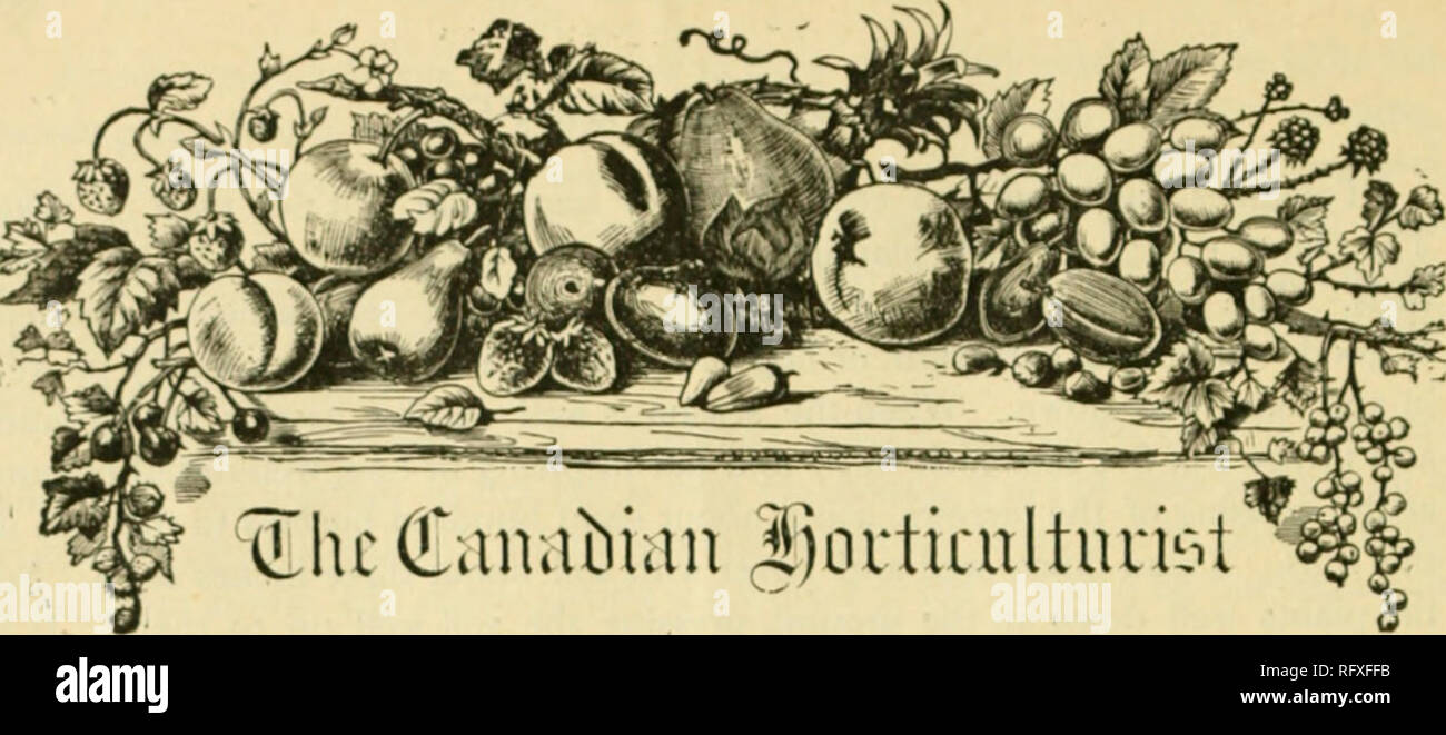 . Il canadese del giardiniere [mensilmente], 1892. Il giardinaggio; Canadian periodici. Prezzo SUHSCRIPTION, $1,00 all'anno, entitl ng l'abbonato di menil)er8hip dei coltivatori di frutta " Associazione di Ontario e tutti i suoi privilegi, compresa una copia della sua pregevole relazione annuale ed una quota nella sua distribuzione annuale delle piante e alberi. Le rimesse inviate mediante lettera raccomandata sono a nostro rischio e pericolo. ' Entrate sarà riconosciuto all'etichetta indirizzo. Note e commenti. Tree Wa.sh.-per il lavaggio dei tronchi di alberi per allontanare tarli e a distruggere tali insetti come può essere su di essi, acido carbolico e cherosene Foto Stock