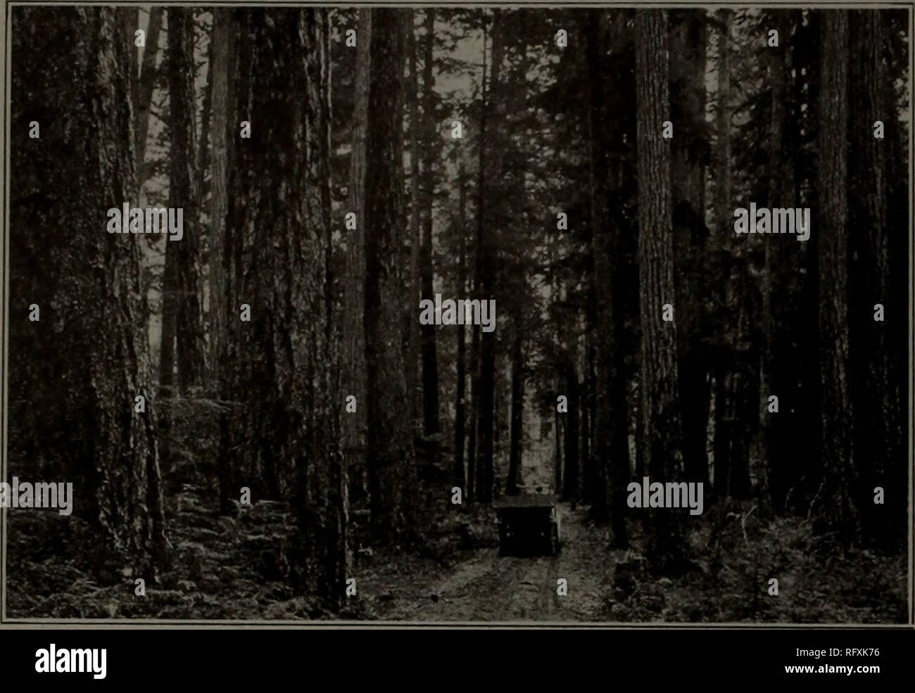 . Canadian Forest industries 1916. Macchinoso; le foreste e la silvicoltura; prodotti di foresta; polpa di legno Industria; legno industrie utilizzatrici. Così il Canada LUMBERMAN E falegname Settembre 1, 1016 apre la strada per i registri e i rivestimenti di qualsiasi talloni sporgenti sul log. Il cecchino fiuta il log e attribuisce il girocollo. Il segnalatore, tirando un filo al fischio dell'asino, racconta il tecnico quando andare avanti, back up, ecc. Il 18 h.p. asino funziona in modo indipendente su un lato della pista, yarding e il caricamento dei registri da un raggio di 900 a 1.000 piedi. Il 25 h.p. asino si trova a circa 200 metri di abo Foto Stock