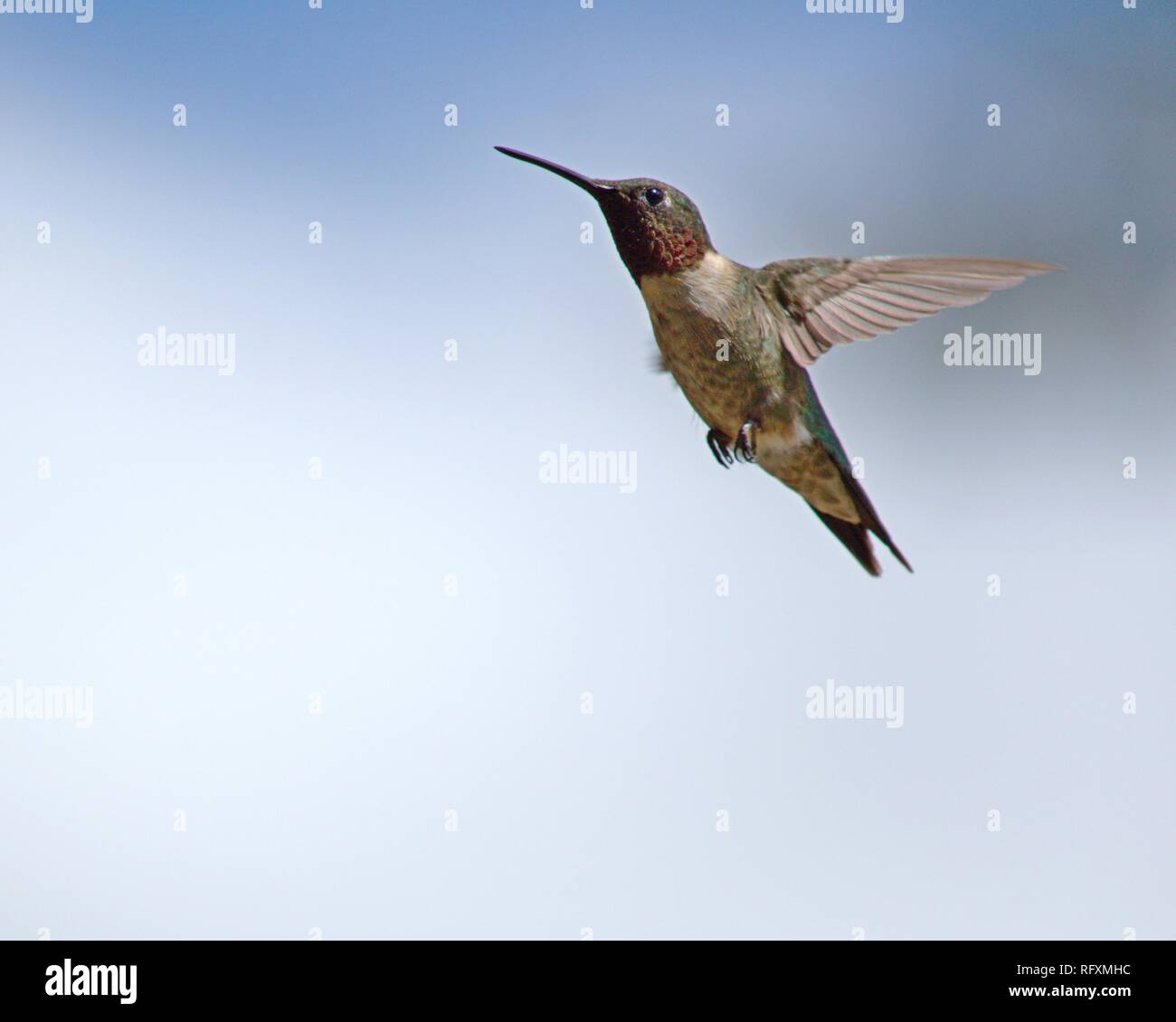 Ruby-throated hummingbird in volo. Foto Stock