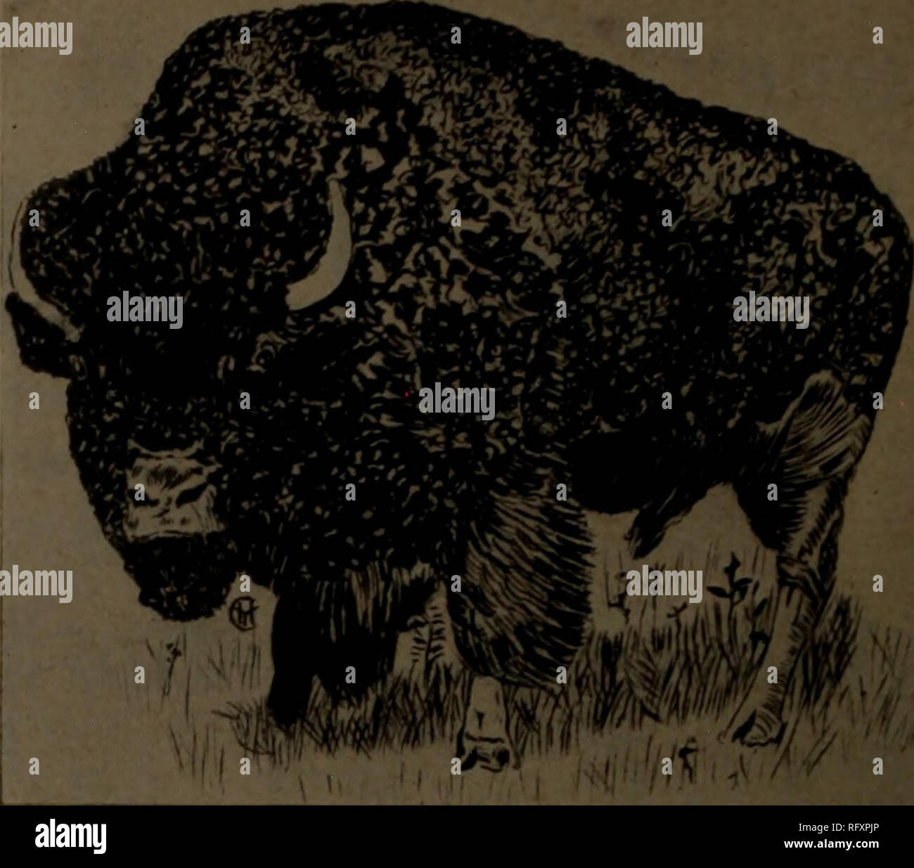 . Canadian Forest industries luglio-dicembre 1919. Macchinoso; le foreste e la silvicoltura; prodotti di foresta; polpa di legno Industria; legno industrie utilizzatrici. 24 CANADA LUMBERMAN E falegname Settembre 1, 191"' Atlaatic legname Azienda i legni duri West Virginia rosso morbido e quercia bianca la nostra specialità: West Virginia e Pennsylvania Cherry 1055 Seneca Street Standard di legname di legno duro Co. I legni duri   . Ho da Buffalo cantieri o richiesta spedizione . ..... ,. [ Da Mill direttamente per voi 8 milioni di piedi asciutti Scorte 1333 Clinton St. Hugh McLean Lumber Co. I legni duri di tutti i tipi le nostre specialità-squartati quercia bianca e SAP Foto Stock