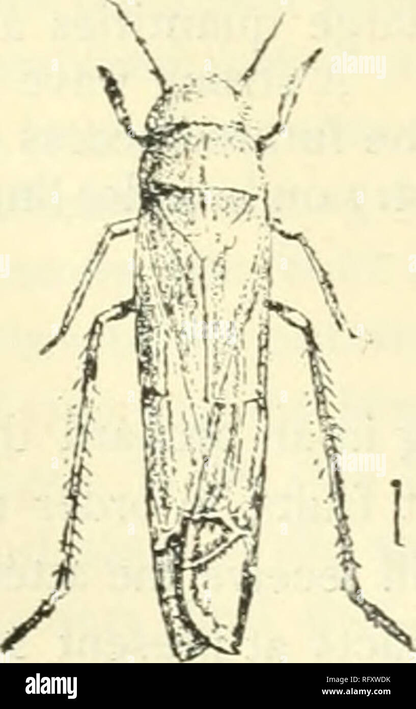 . Il canadese del giardiniere [mensilmente], 1893. Il giardinaggio; Canadian periodici. Fig. 564. Il suo corpo ha foglie-tramogge costituiscono un vasto e interessante famiglia del vero bug. In particolare essi sono distinti dal lungo il terzo le articolazioni delle zampe posteriori che sono coperti e irmed con una fila di spine su ogni margine. Tali gambe lunghe consentono loro di saltare rapidamente e alcuni dis- tanza, un fatto di cui il loro nome comune di foglia-tramoggia è dovuto. La quasi totalità di essi sono di piccole dimensioni e sottili insetti con smussata o teste di punta della forma mostrata in Fig. 564. La loro alimentazione su un gran numero di piante, essendo specialmente Foto Stock
