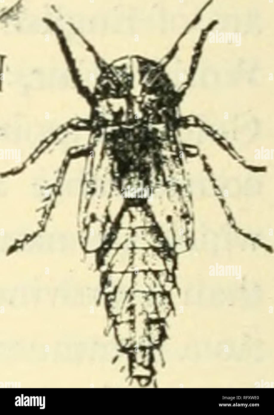 . Il canadese del giardiniere [mensilmente], 1893. Il giardinaggio; Canadian periodici. 25° il canadese giardiniere. La foglia di rosa-tramoggia. cfer'?*. Fig. 564. Il suo corpo ha foglie-tramogge costituiscono un vasto e interessante famiglia del vero bug. In particolare essi sono distinti dal lungo il terzo le articolazioni delle zampe posteriori che sono coperti e irmed con una fila di spine su ogni margine. Tali gambe lunghe consentono loro di saltare rapidamente e alcuni dis- tanza, un fatto di cui il loro nome comune di foglia-tramoggia è dovuto. La quasi totalità di essi sono di piccole dimensioni e sottili insetti con smussata o teste di punta della forma mostrata in Fig. Foto Stock