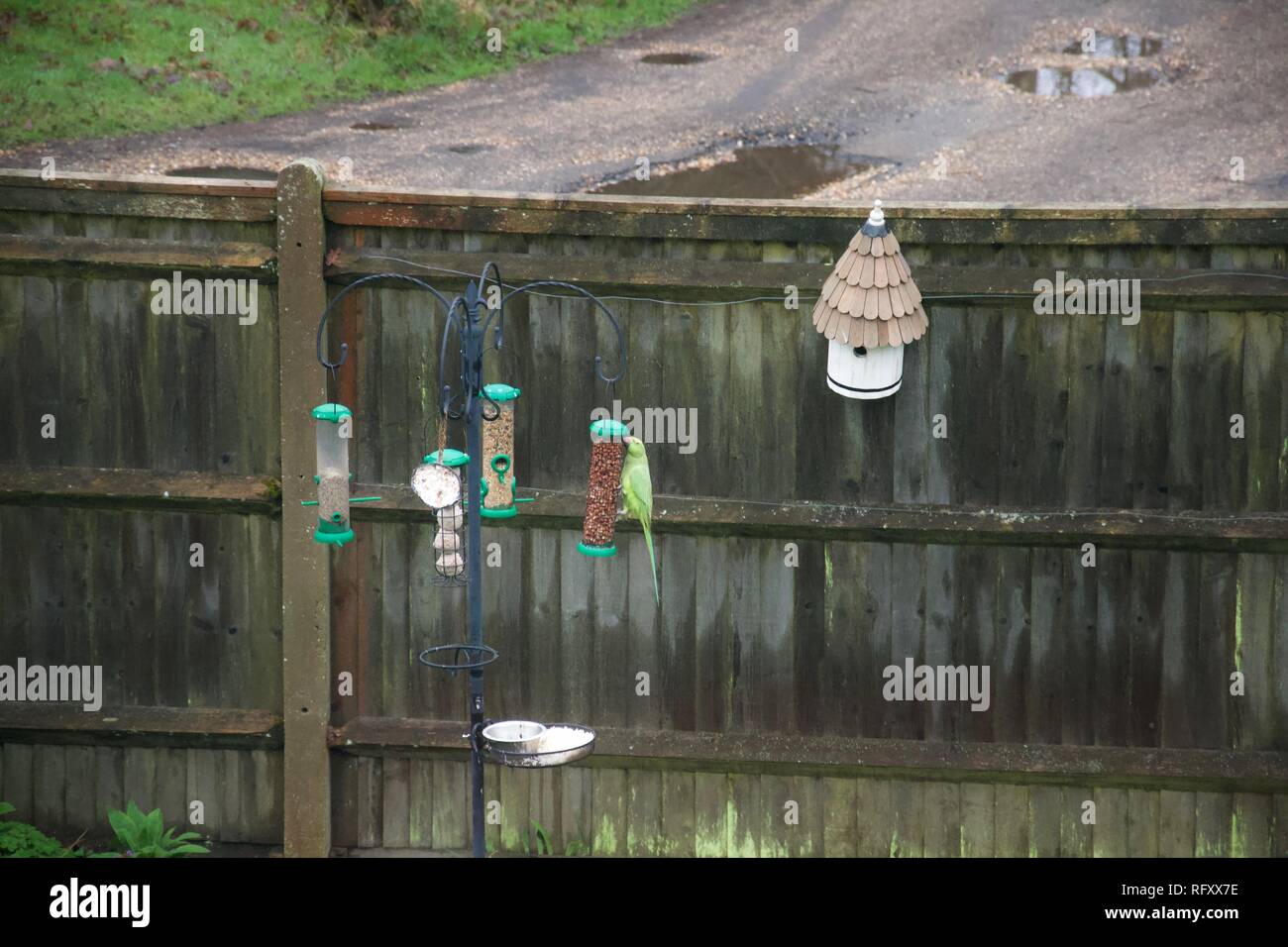 Un verde parrocchetto / alimentazione pappagallo sulle partite di arachidi in un giardino inglese, su di un giardino interno bird feeder, nella parte anteriore di un recinto da un paese umido lane Foto Stock