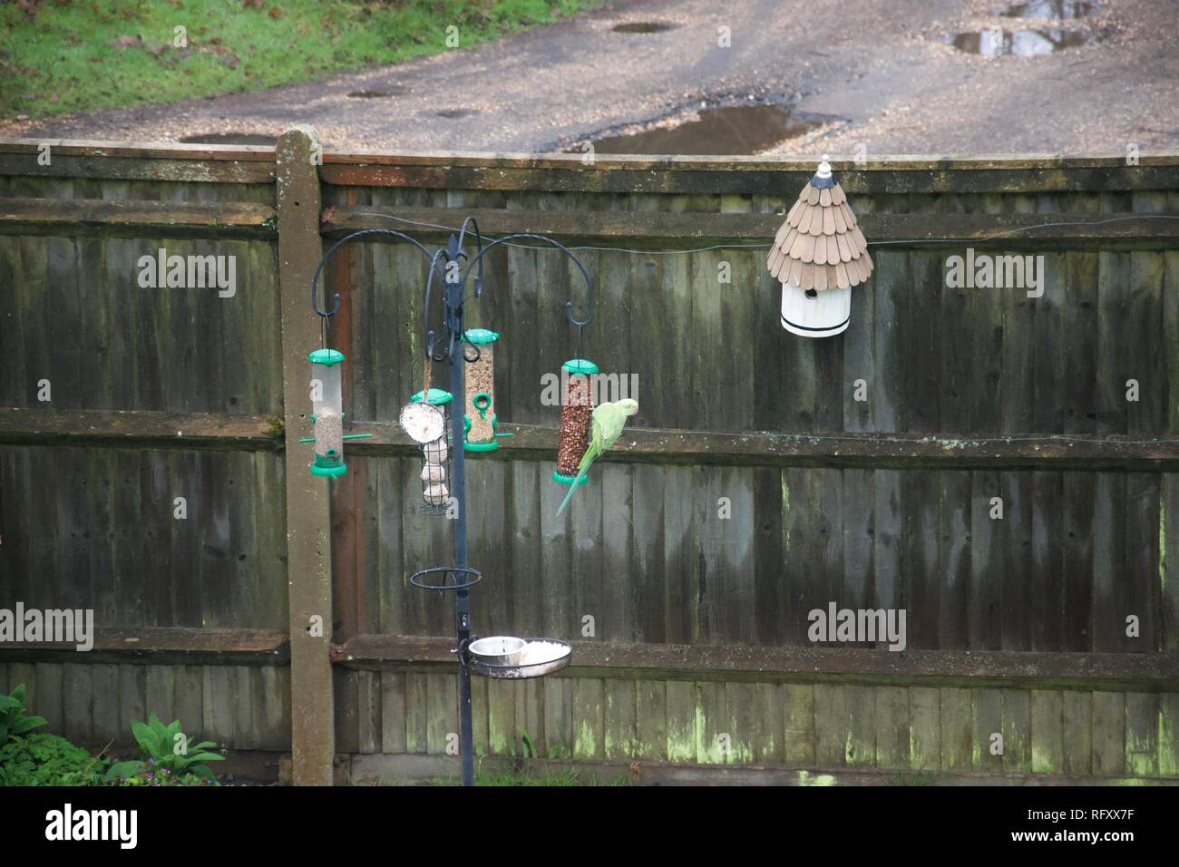Un verde parrocchetto / alimentazione pappagallo sulle partite di arachidi in un giardino inglese, su di un giardino interno bird feeder, nella parte anteriore di un recinto da un paese umido lane Foto Stock