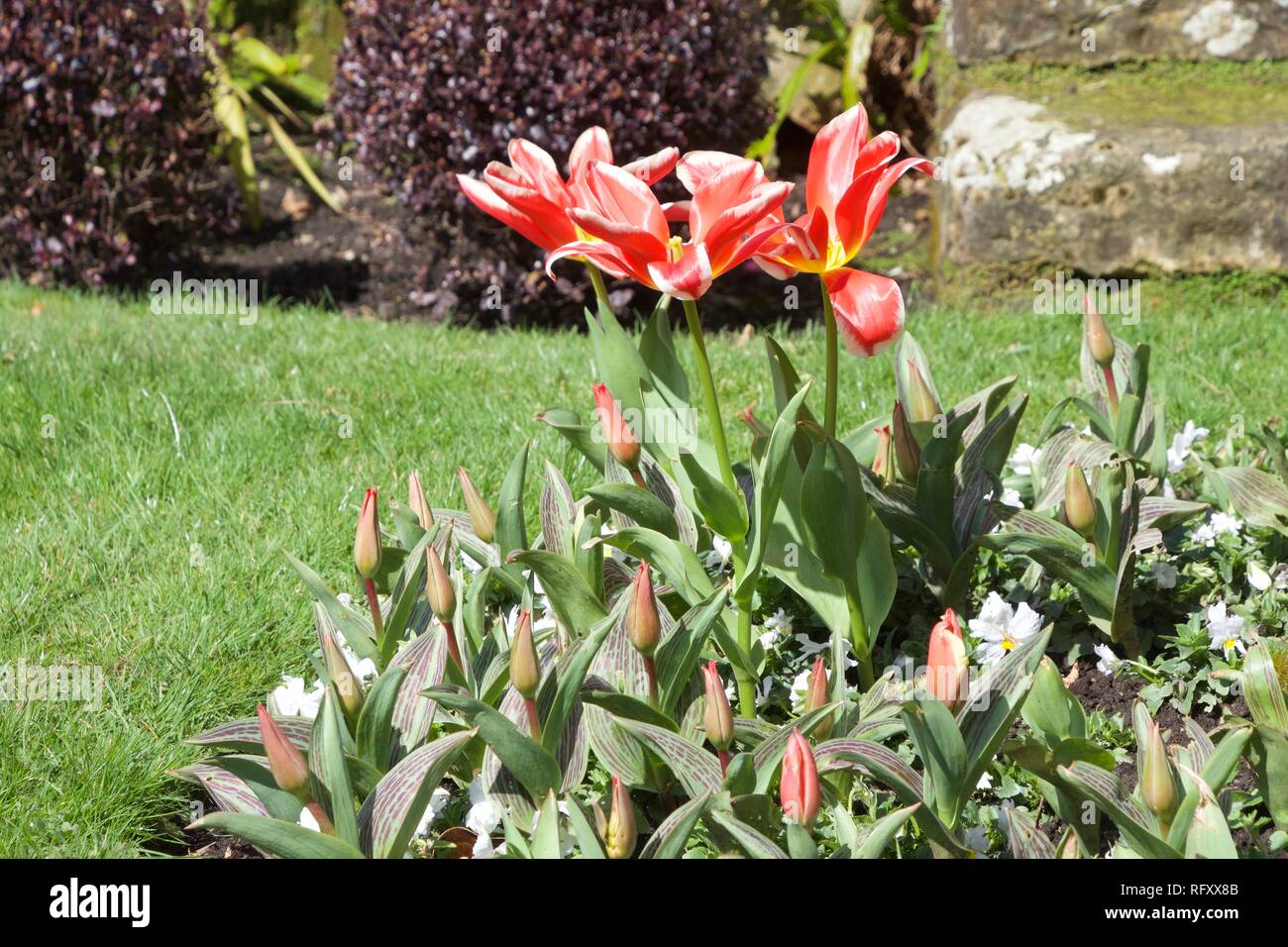 Un rosso di stordimento e tulipano giallo, bianco con petali bordati. Tre fiori sono aperti, con ampia petali strombato. Molte altre gemme sono in crescita Foto Stock