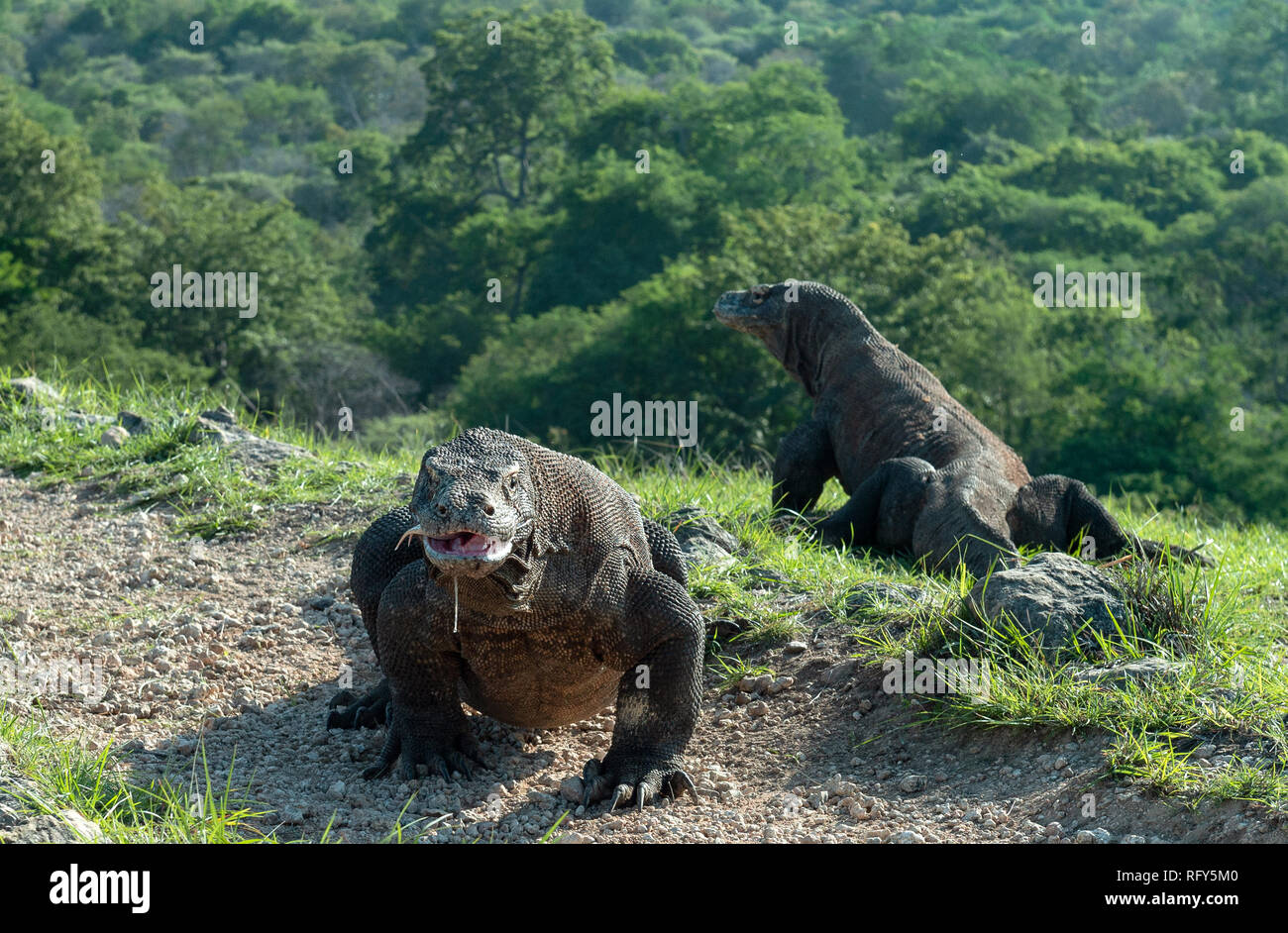 Il drago di Komodo solleva la sua testa e odora di aria. Nome scientifico: Varanus komodoensis. Habitat naturale. È la più grande lucertola vivente nel wo Foto Stock